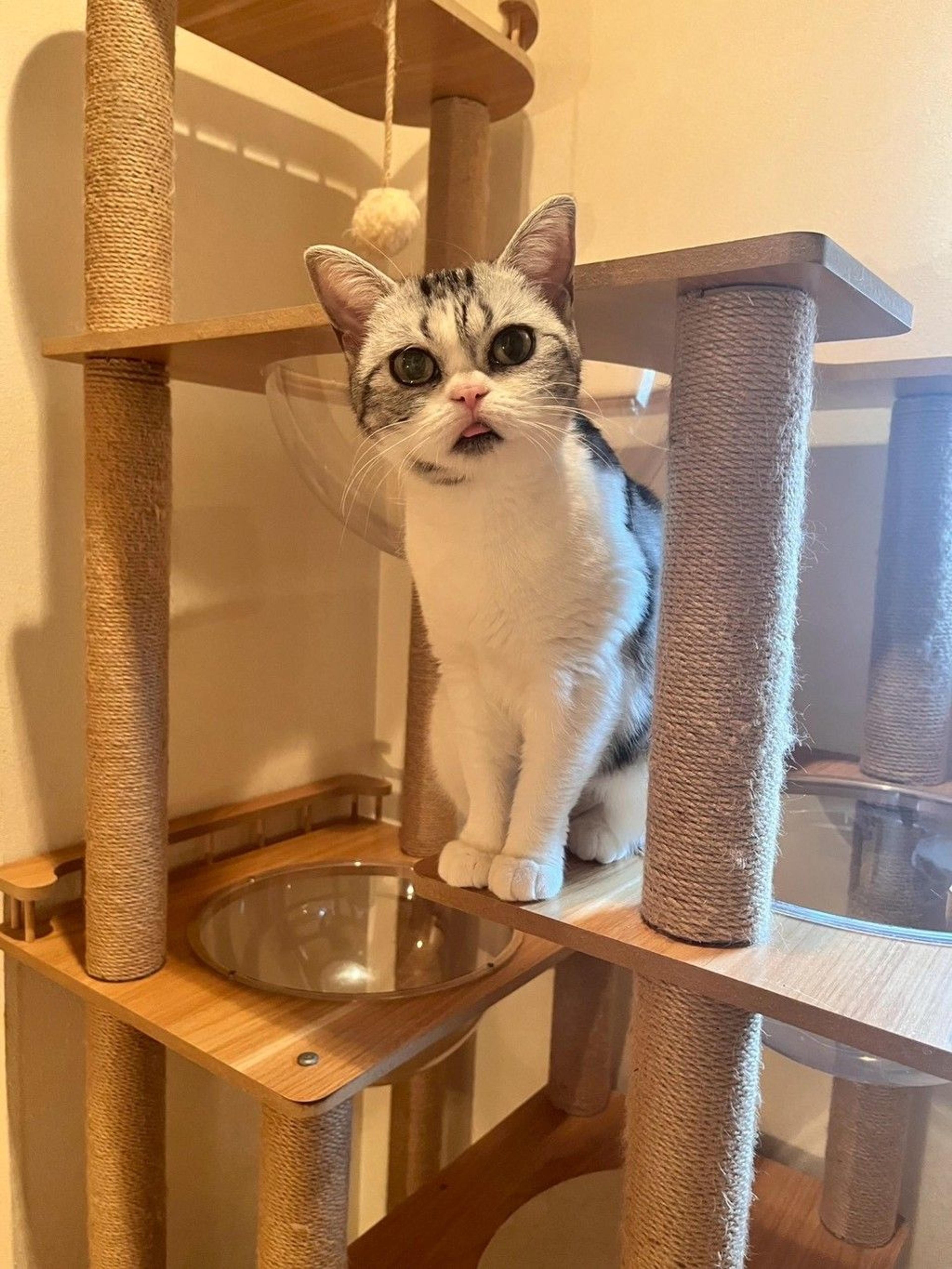 pet-image-2