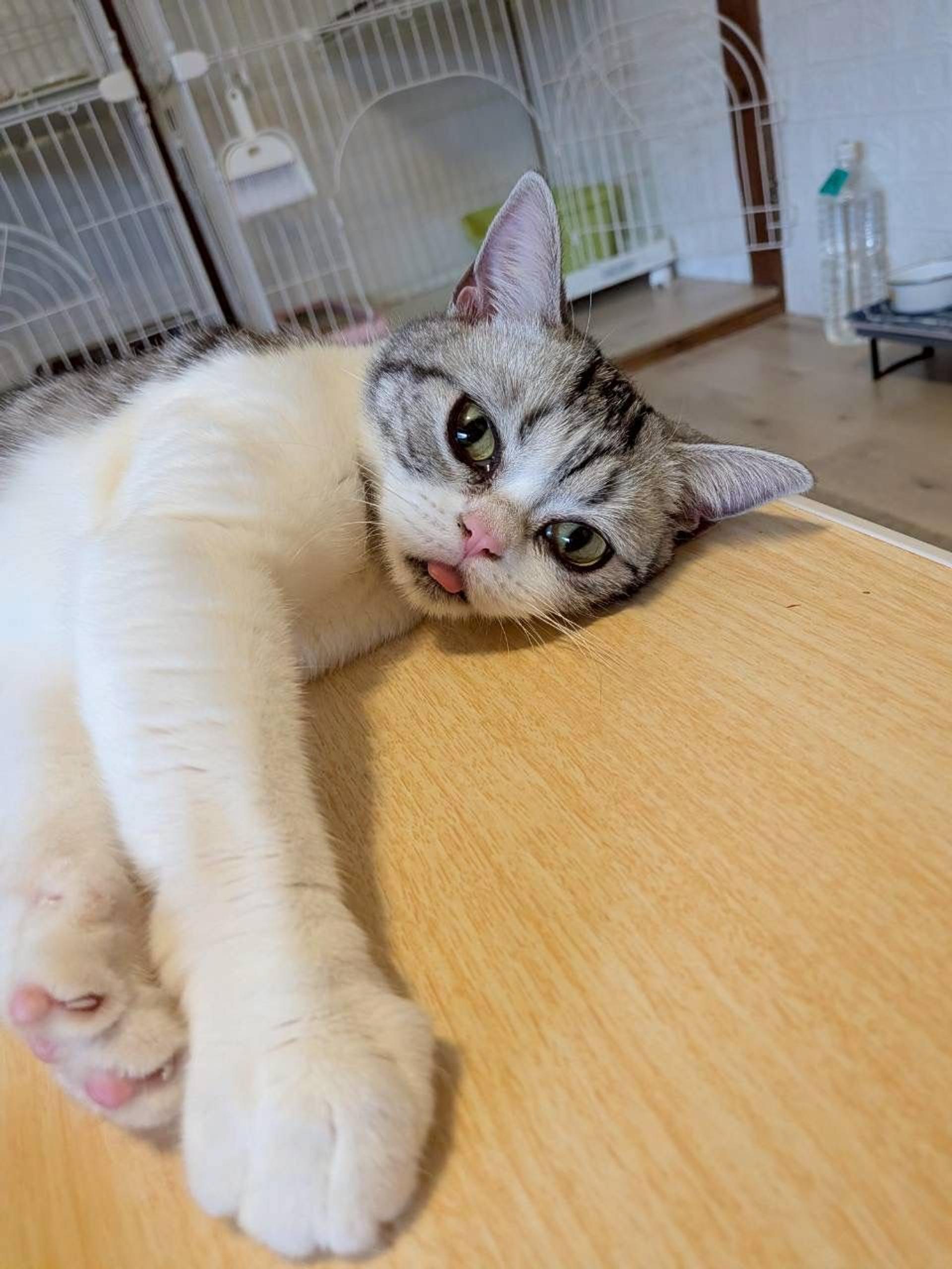 pet-image-5