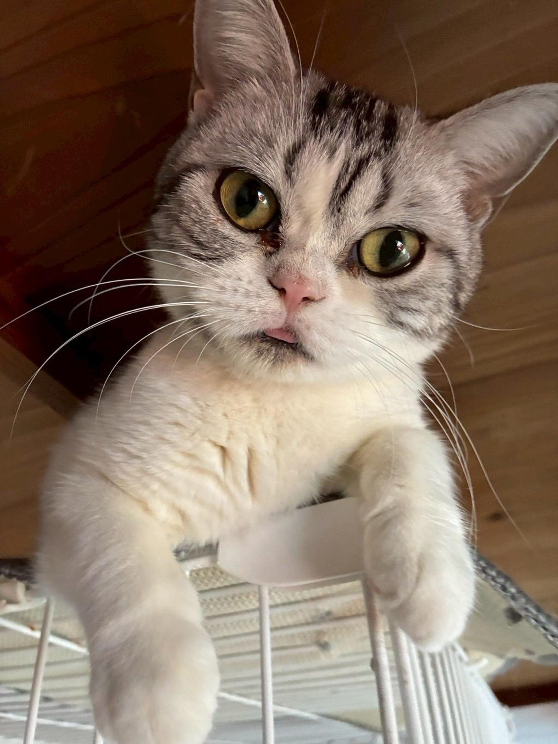 pet-image-6
