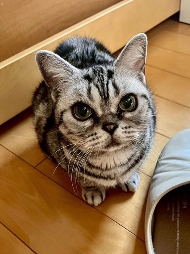 アメリカンショートヘア・メスの里親募集の写真