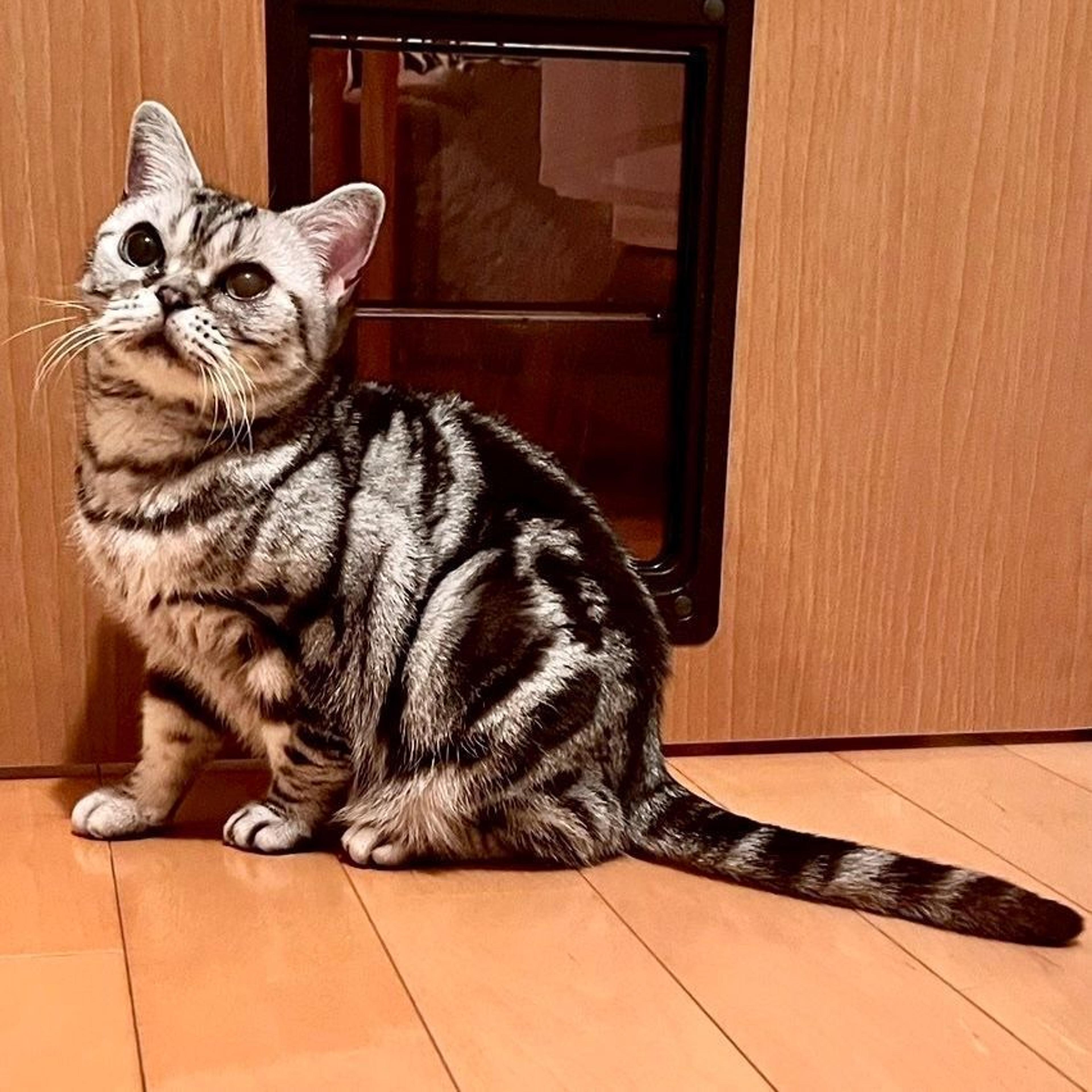 pet-image-4