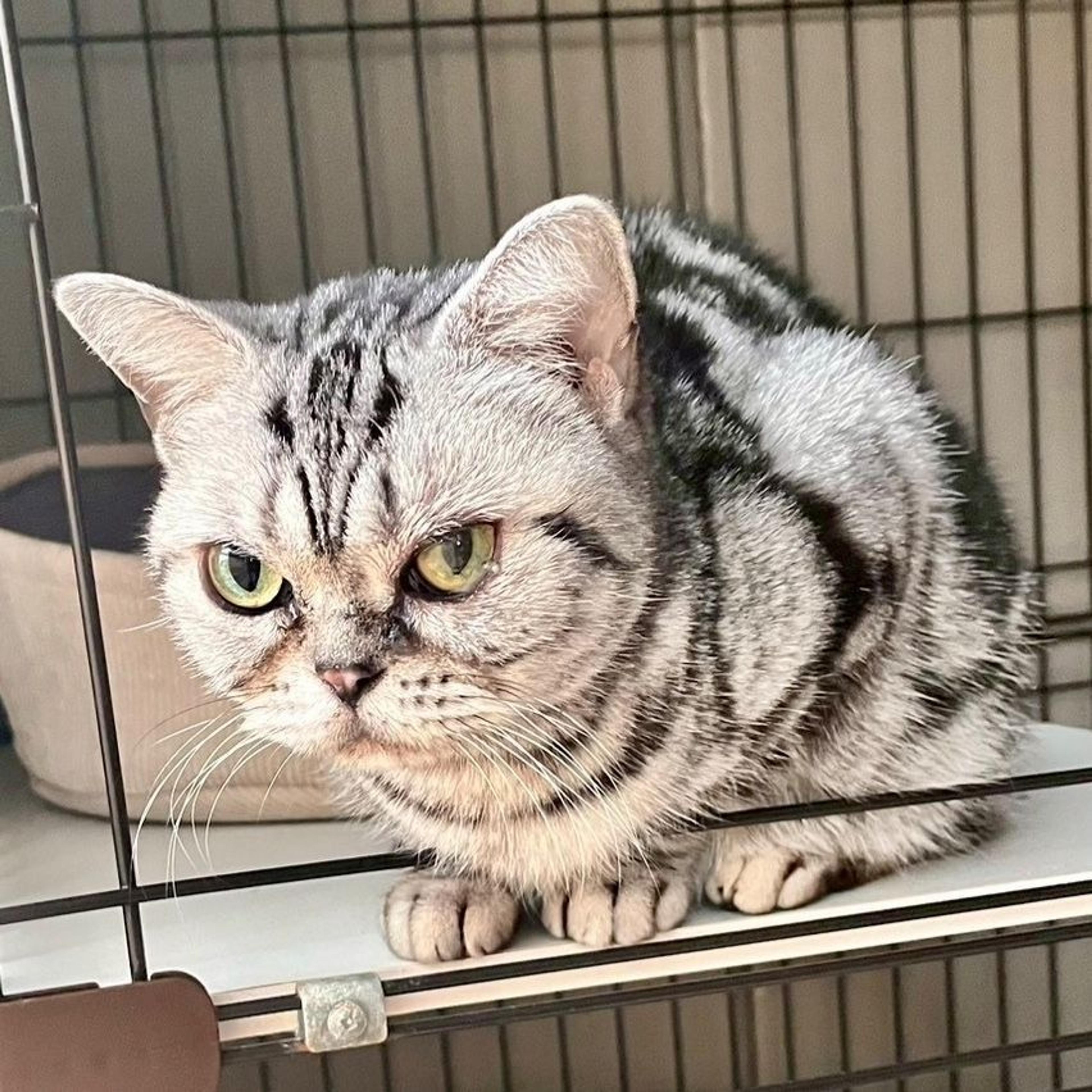 pet-image-5