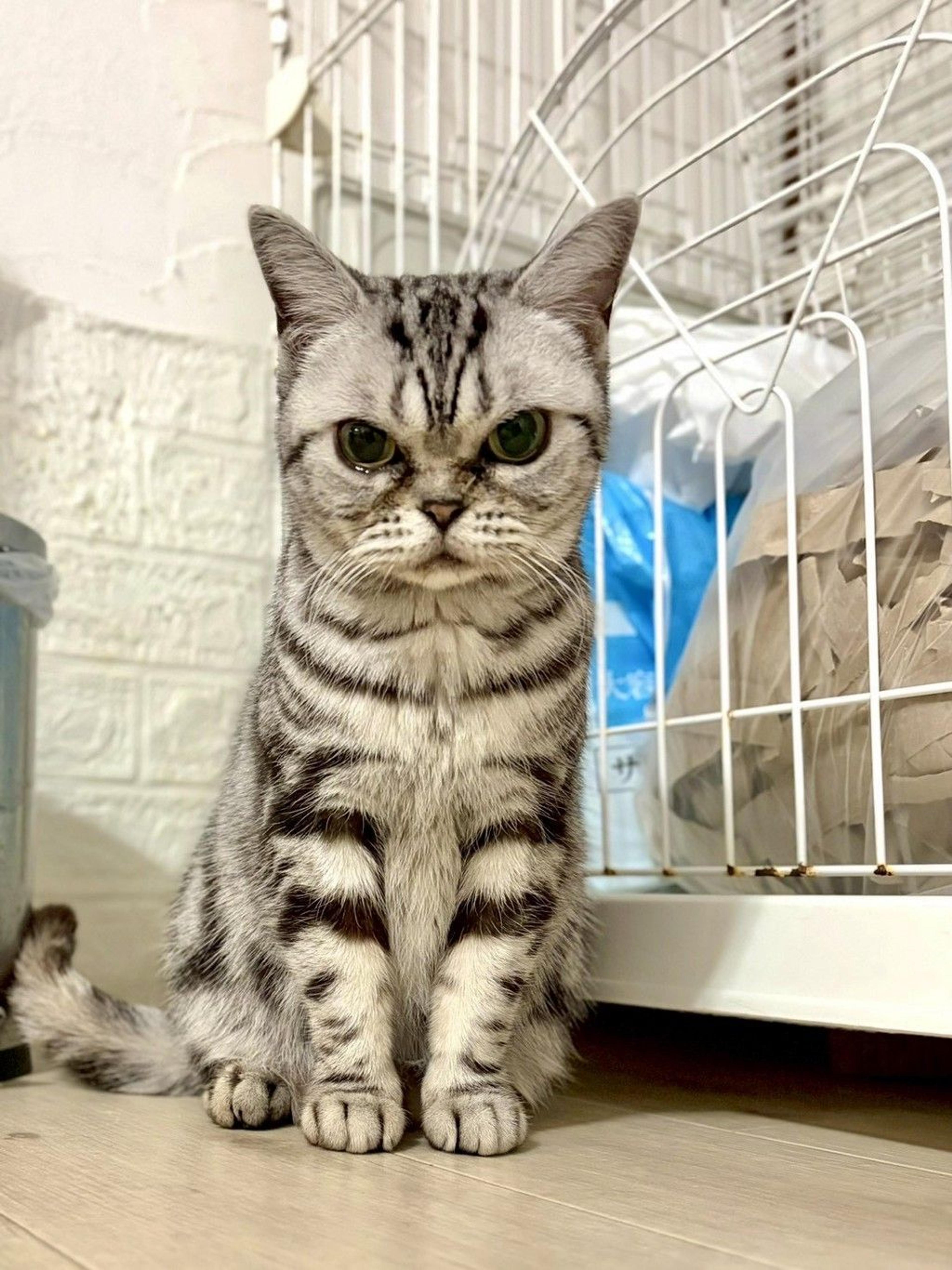 pet-image-6
