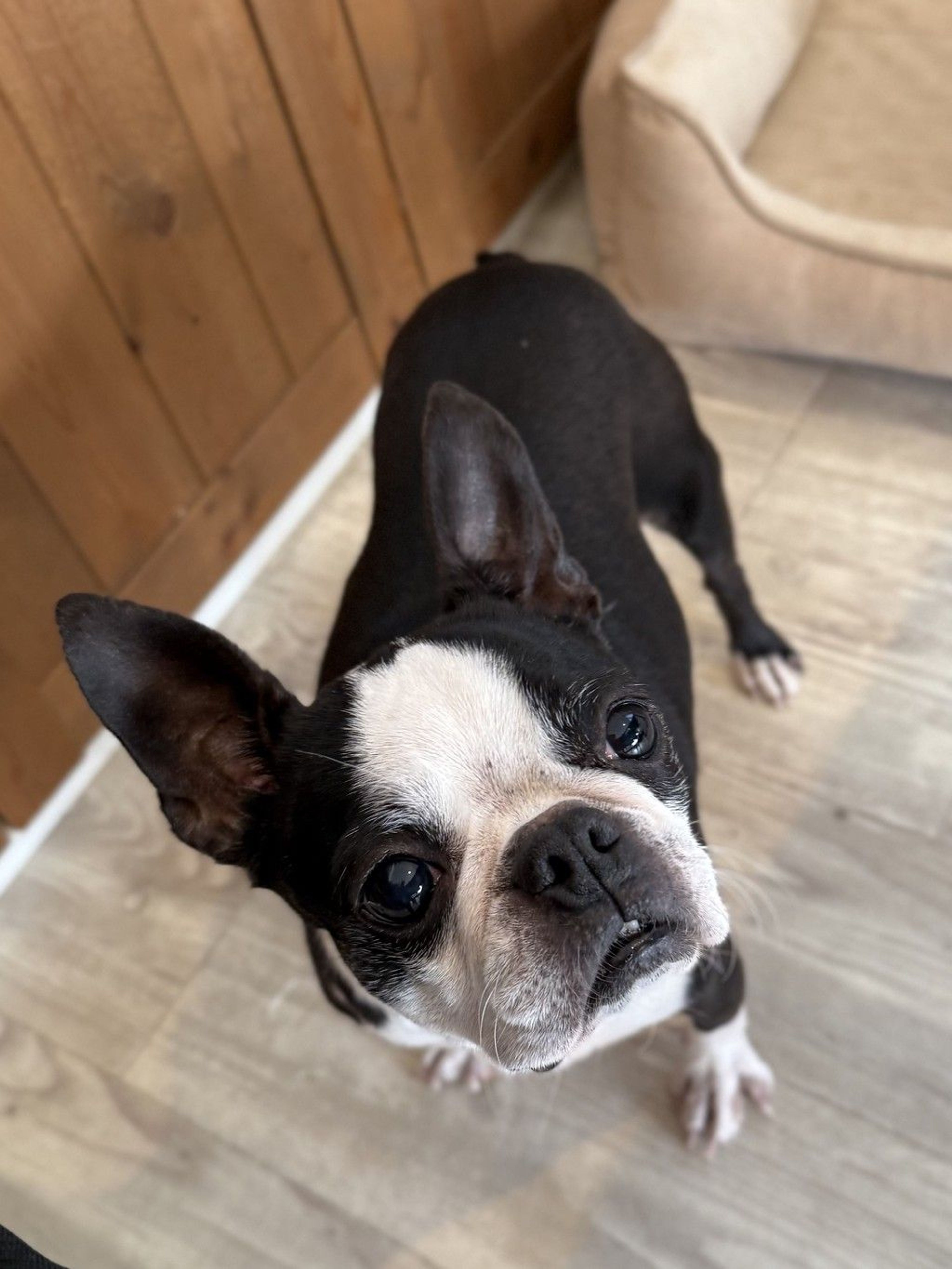 ボストン・テリア・メスの里親募集の写真