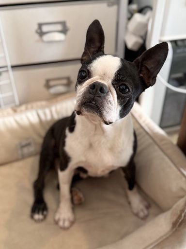 ボストン・テリア・メスの里親募集の写真