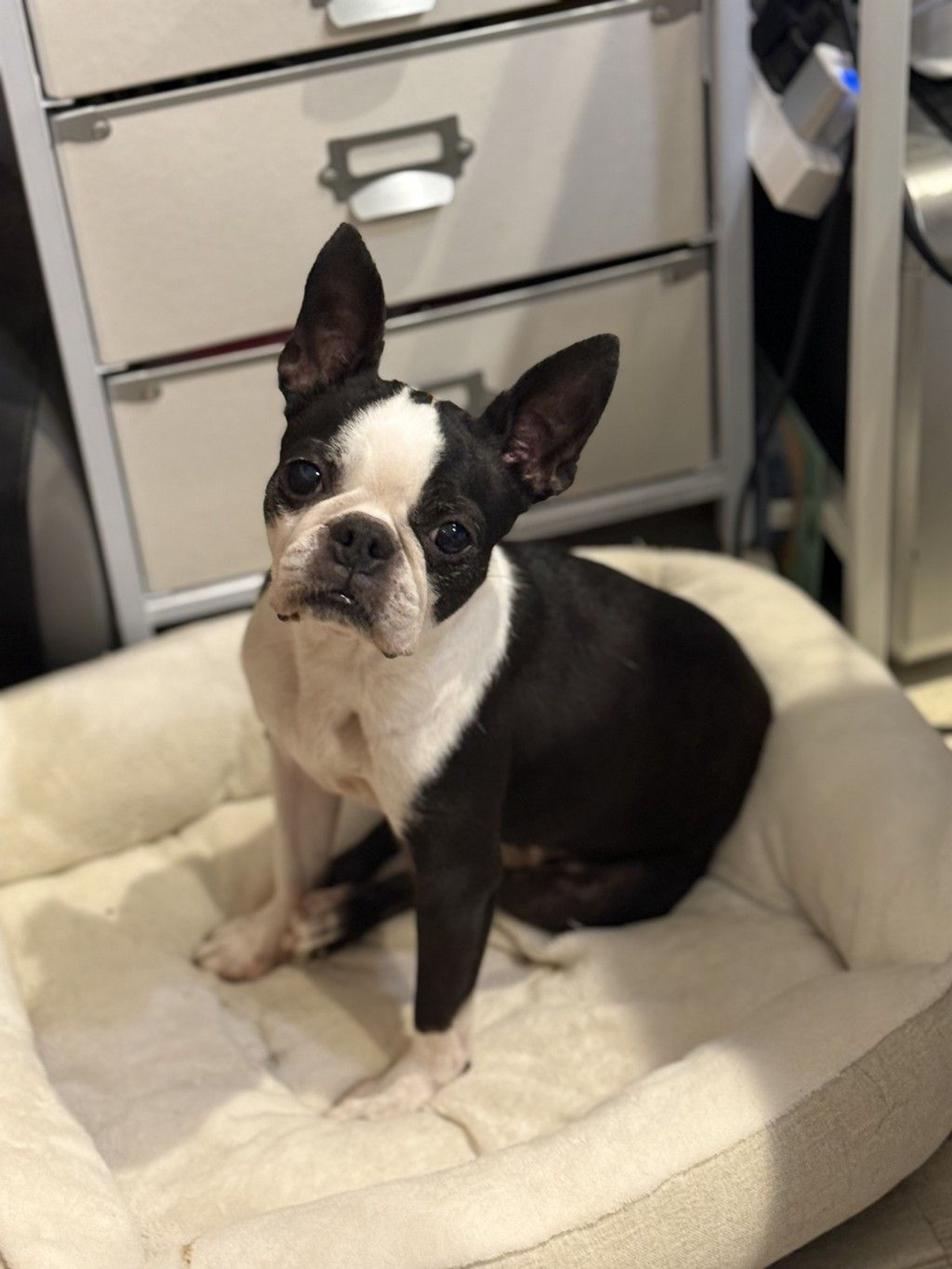 ボストン・テリア・メスの里親募集の写真