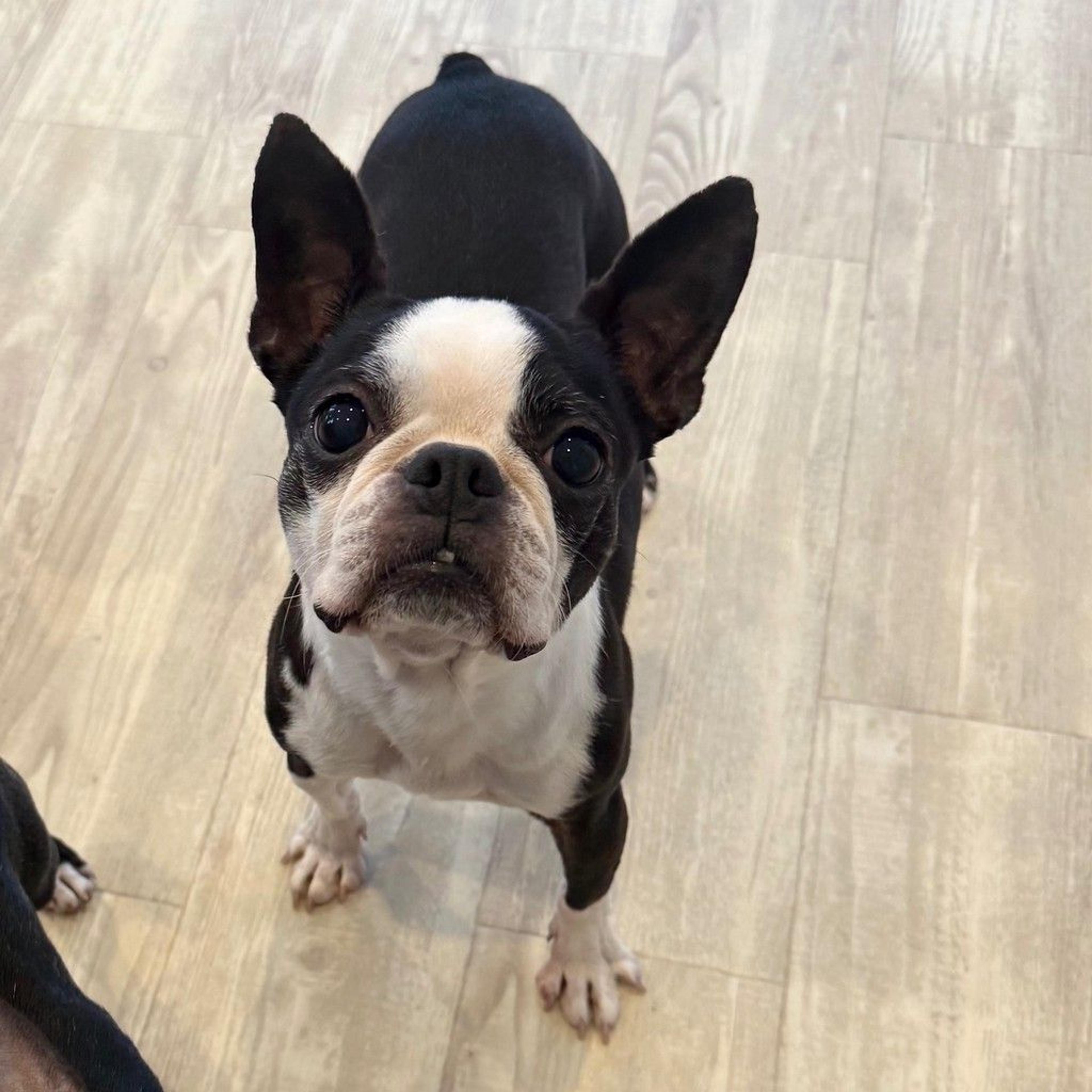 pet-image-4