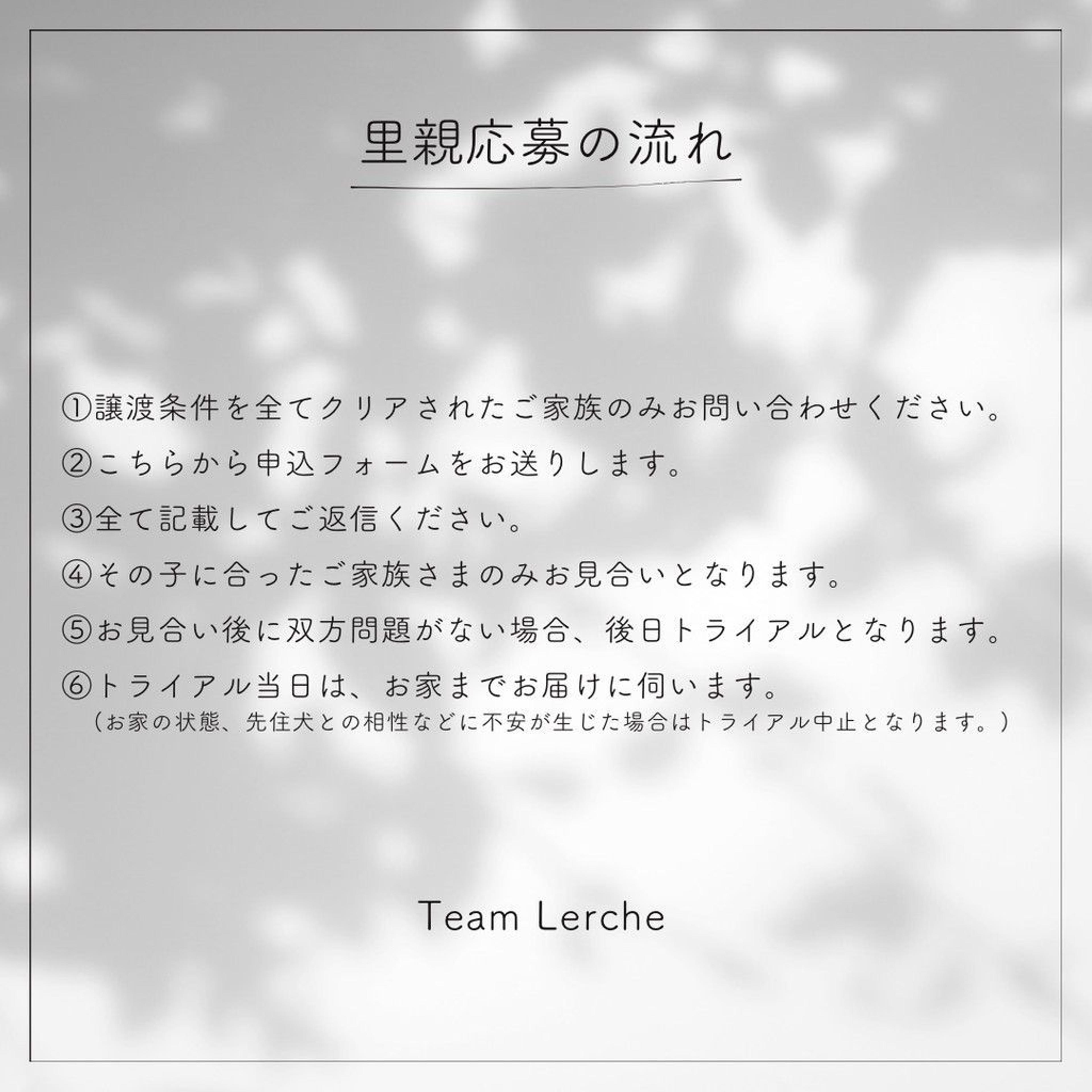 pet-image-6