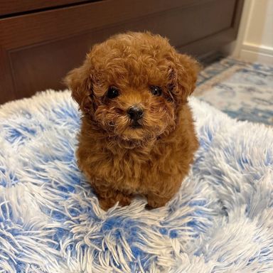 雑種（ミックス犬）・オスの里親募集の写真