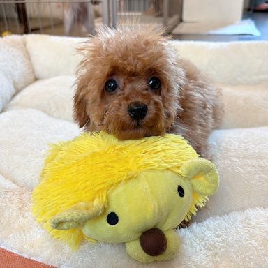 雑種（ミックス犬）・オスの里親募集の写真