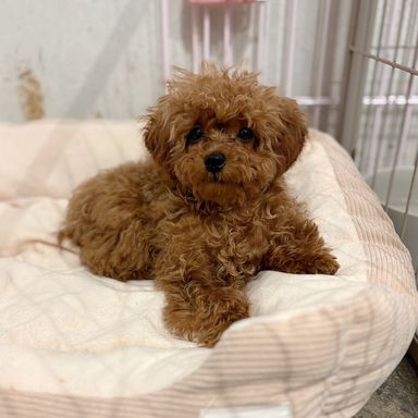 雑種（ミックス犬）・オスの里親募集の写真