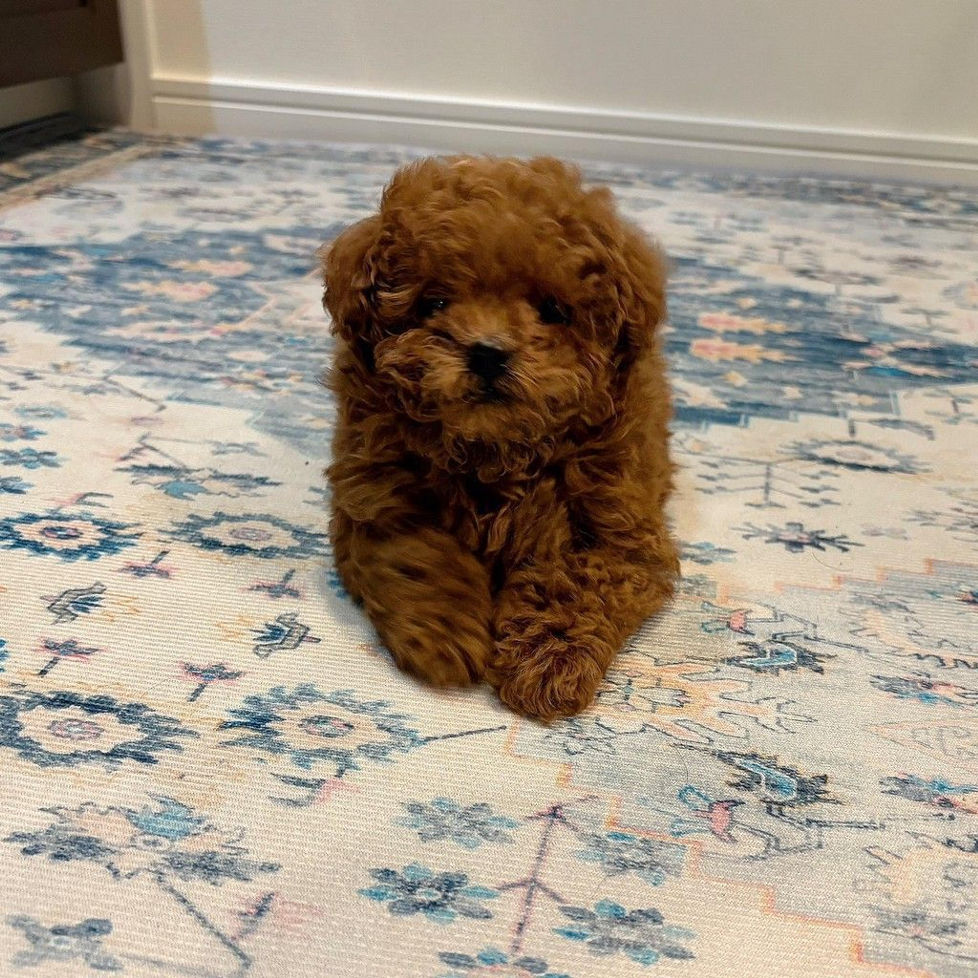 pet-image-9