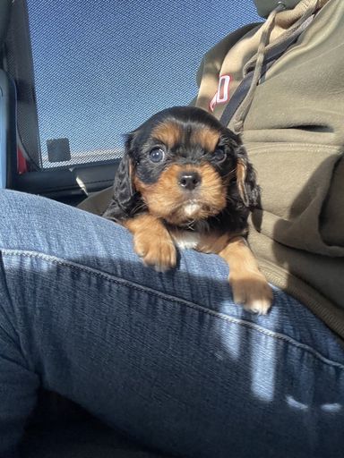 キャバリア・キング・チャールズ・スパニエル・オスの里親募集の写真