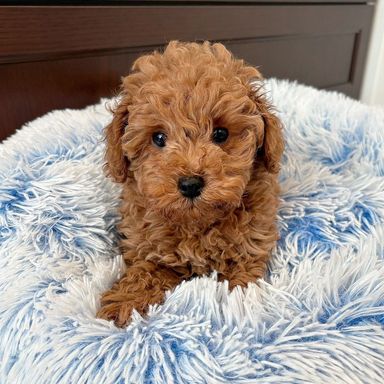 トイプードル・オスの里親募集の写真