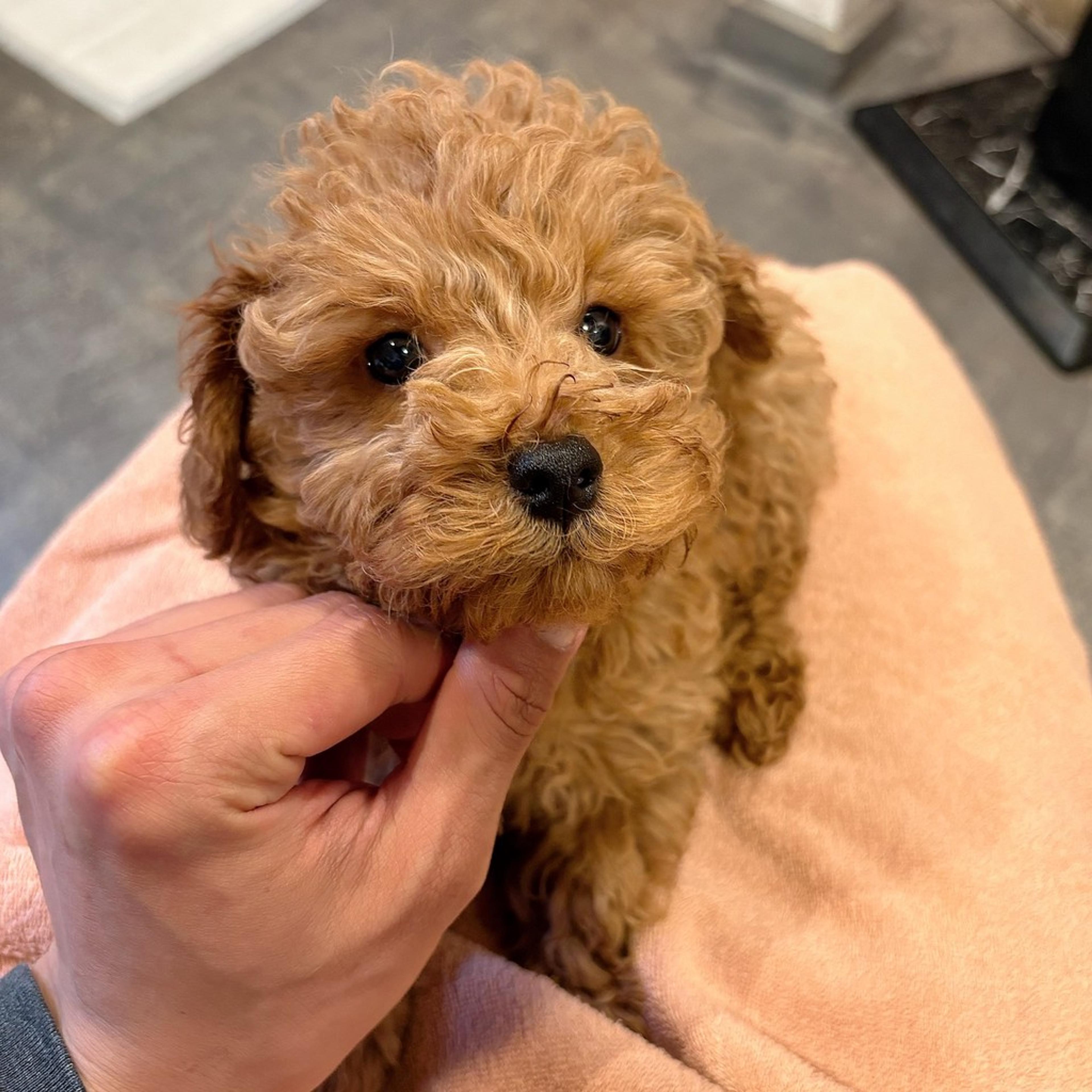 pet-image-2