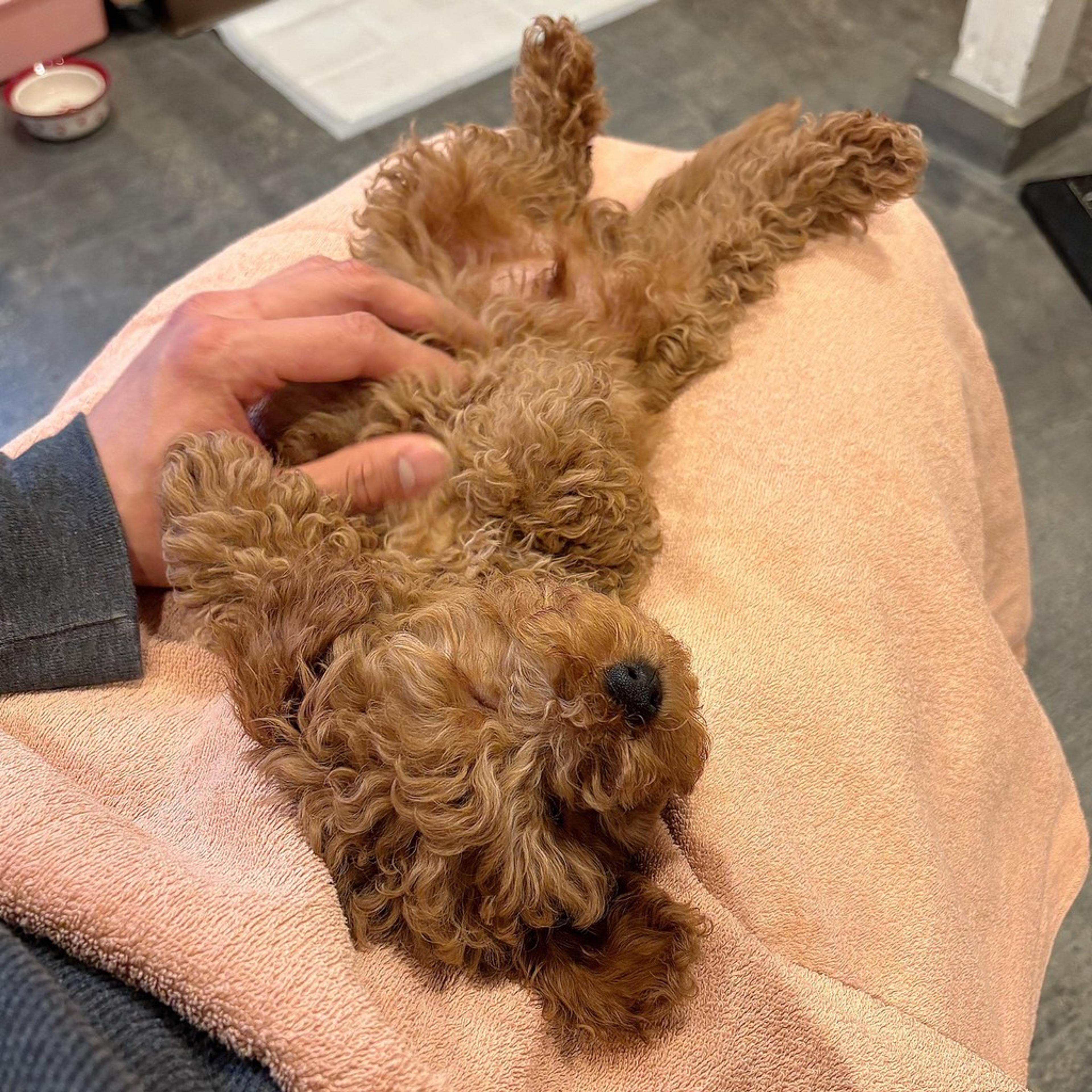pet-image-3