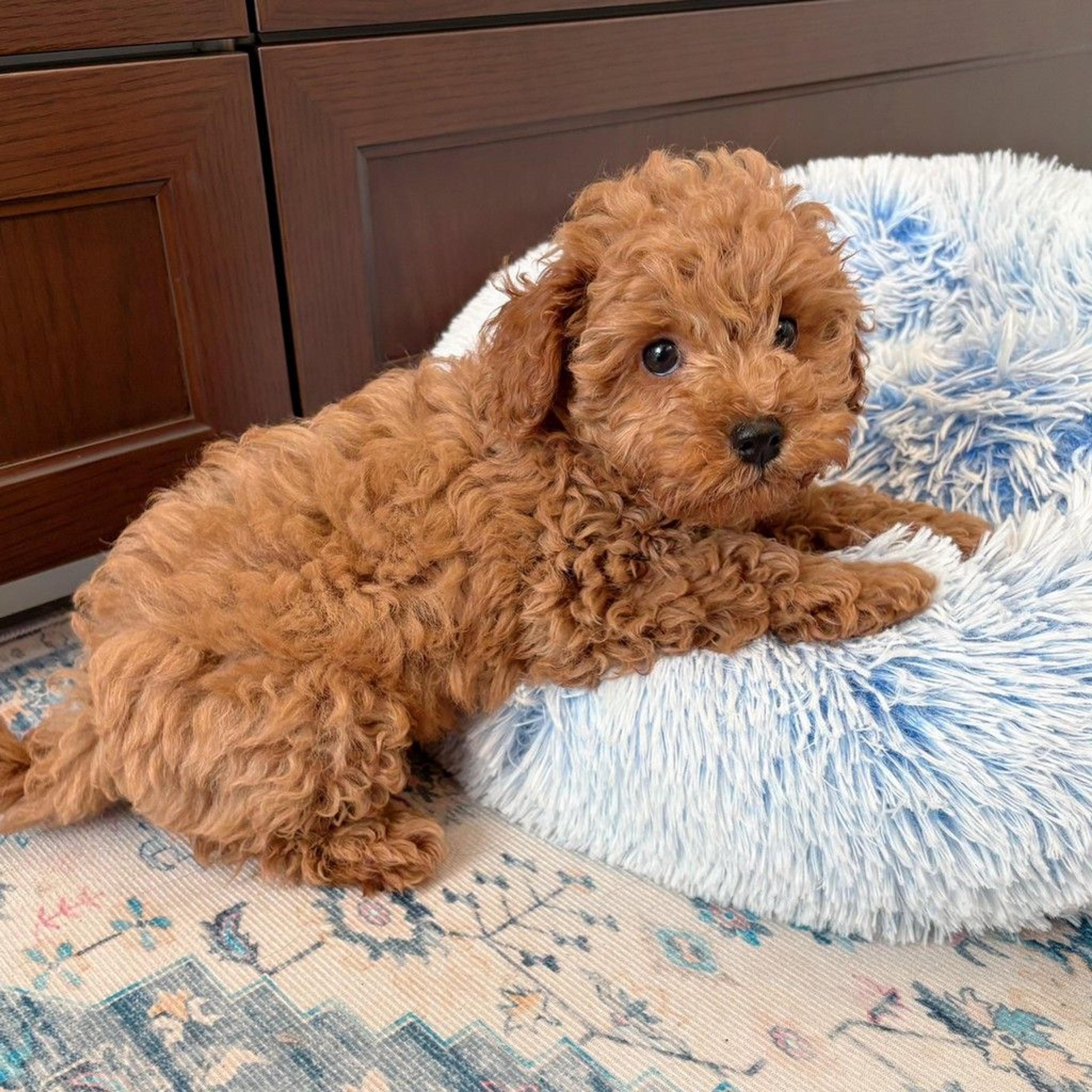 pet-image-4