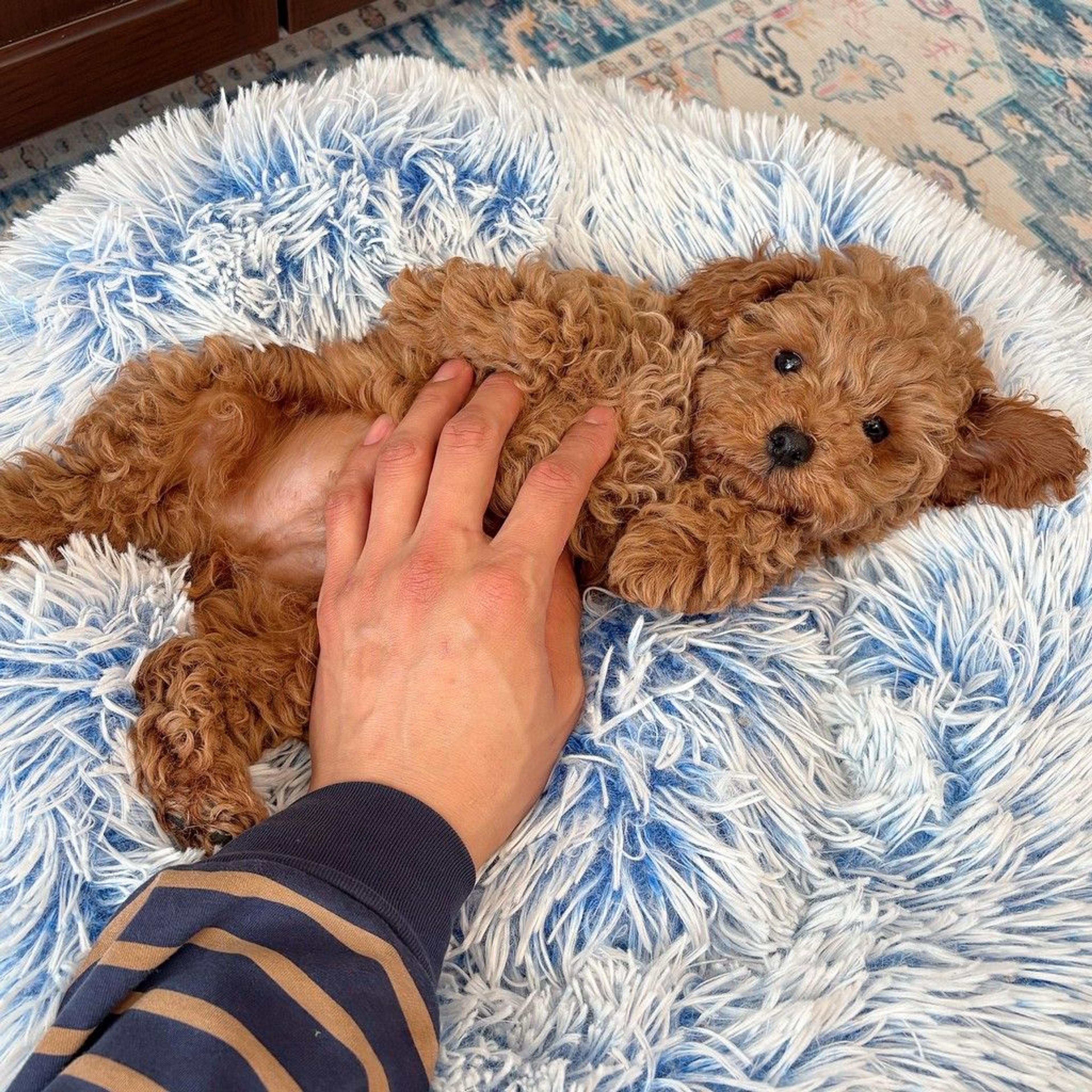 pet-image-5