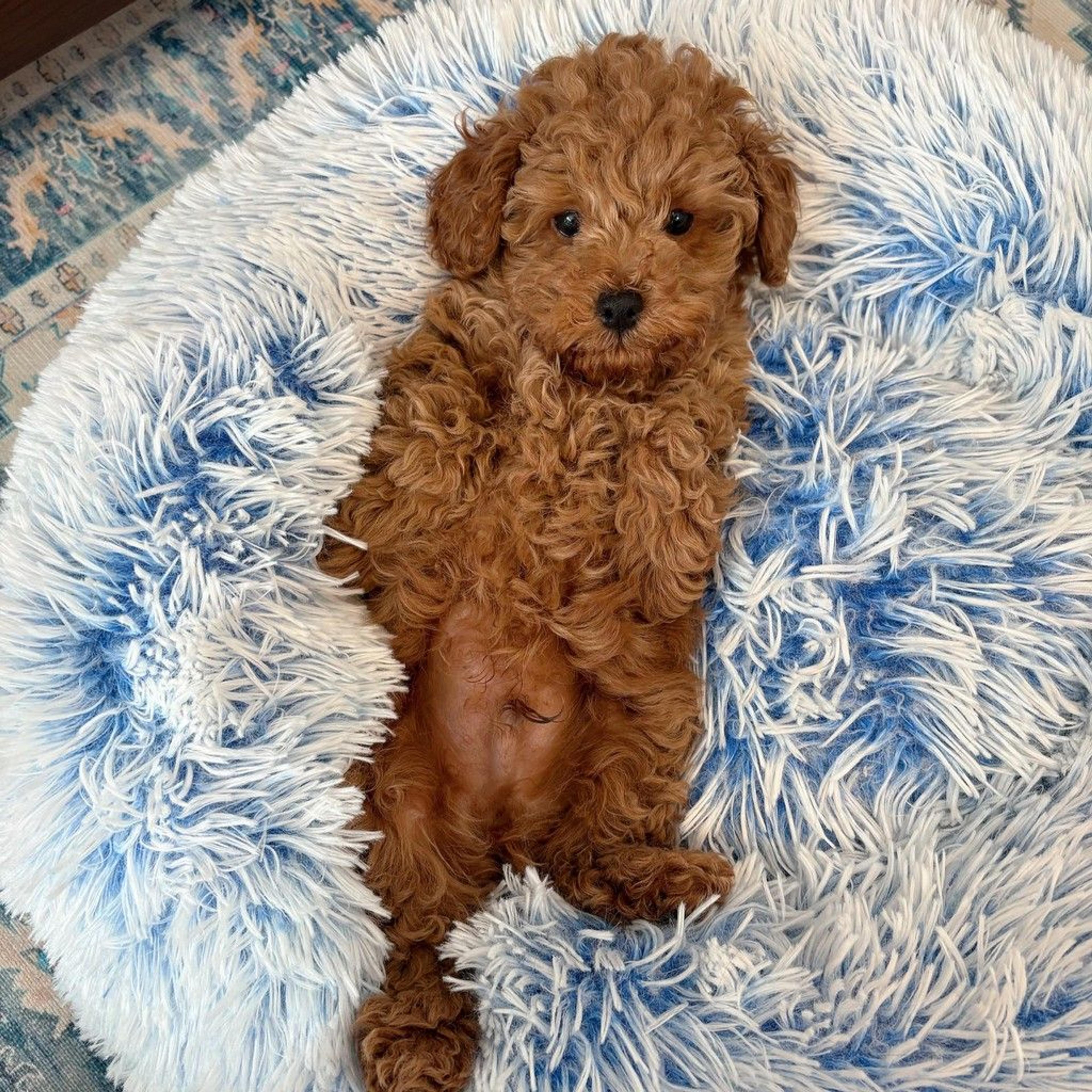 pet-image-6