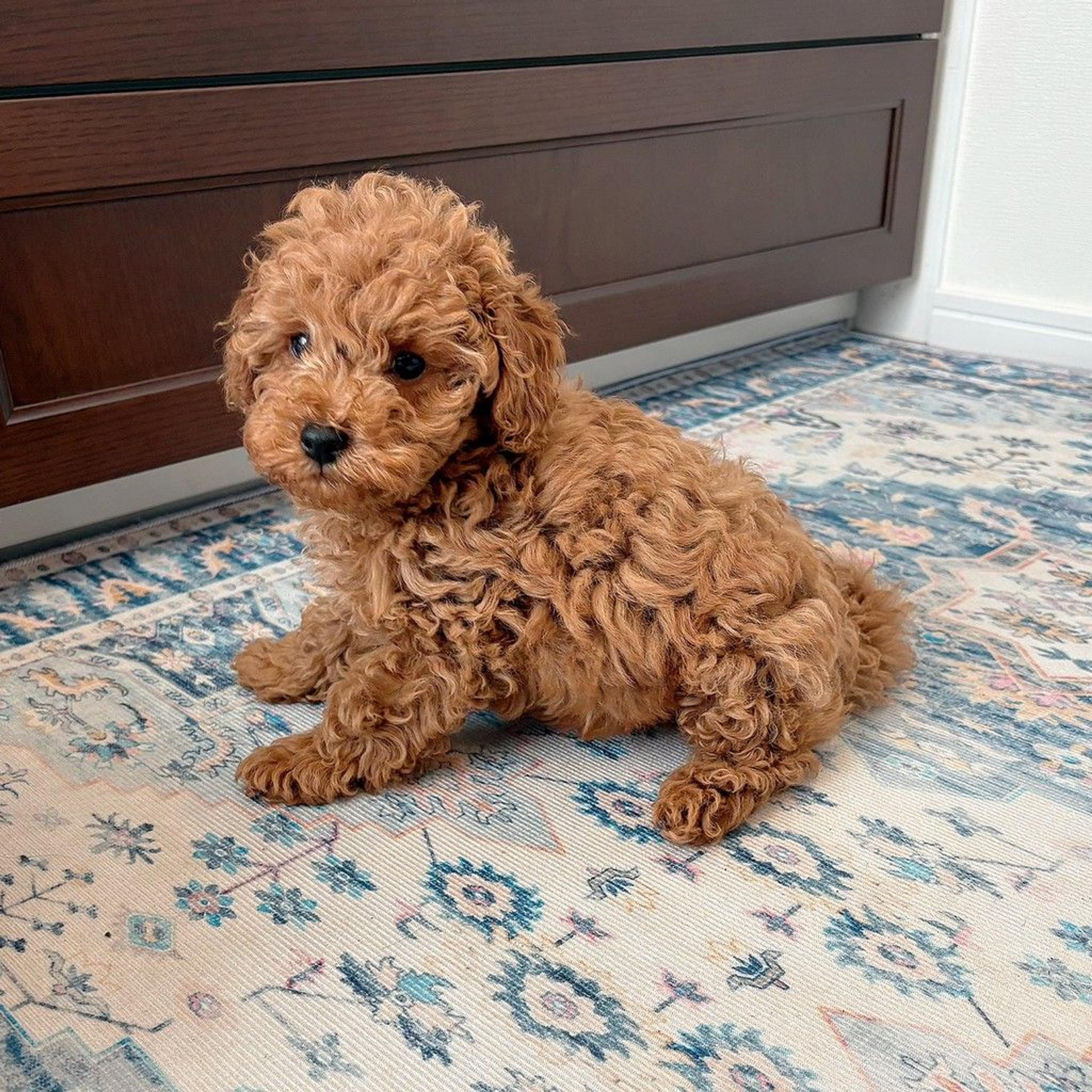 pet-image-8