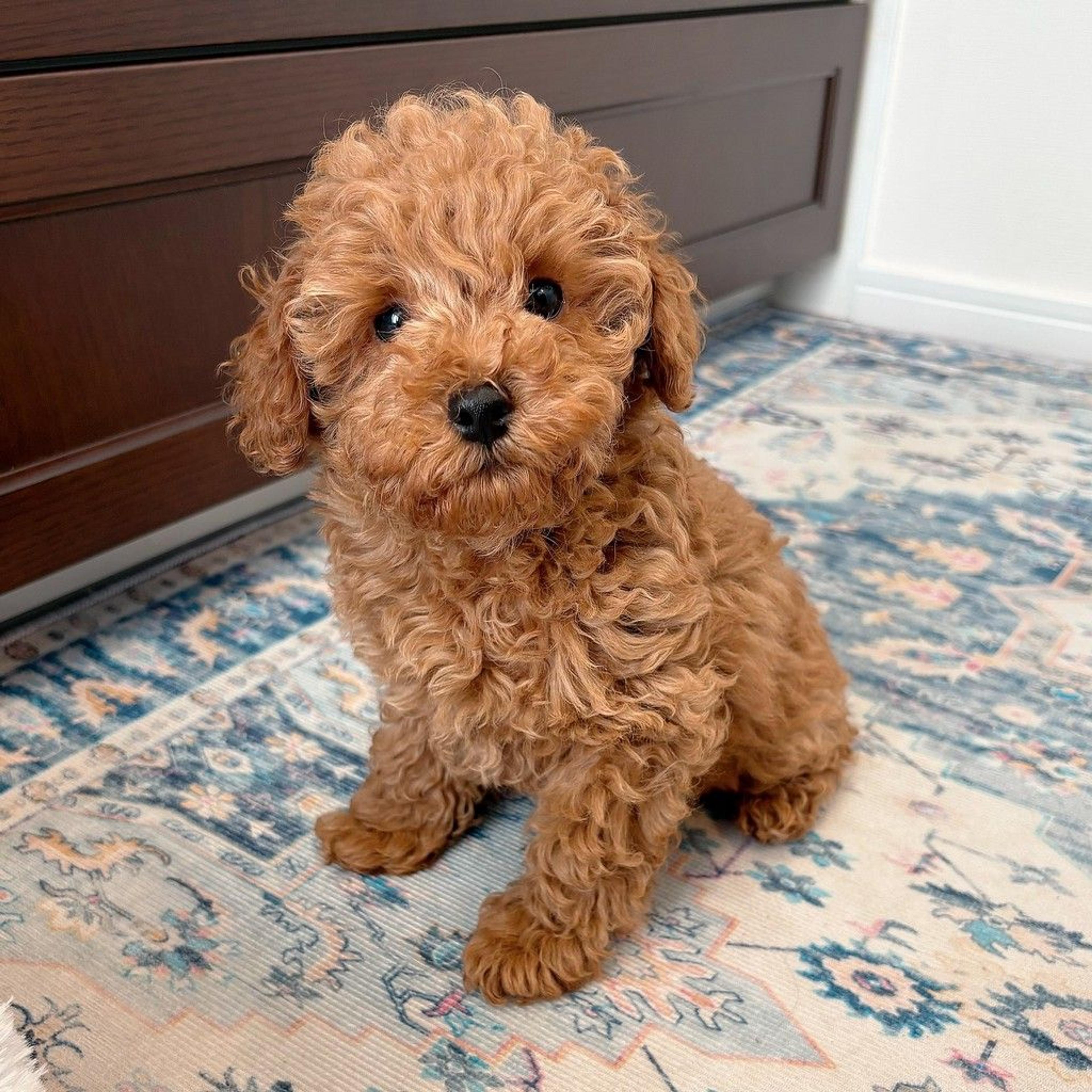 pet-image-9