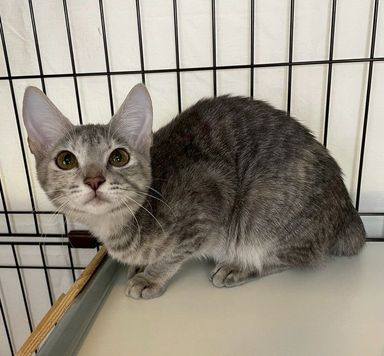 雑種（ミックス猫）・メスの里親募集の写真