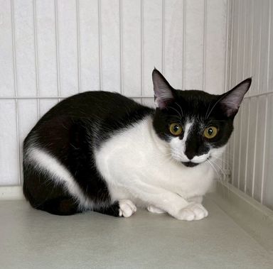 雑種（ミックス猫）・オスの里親募集の写真