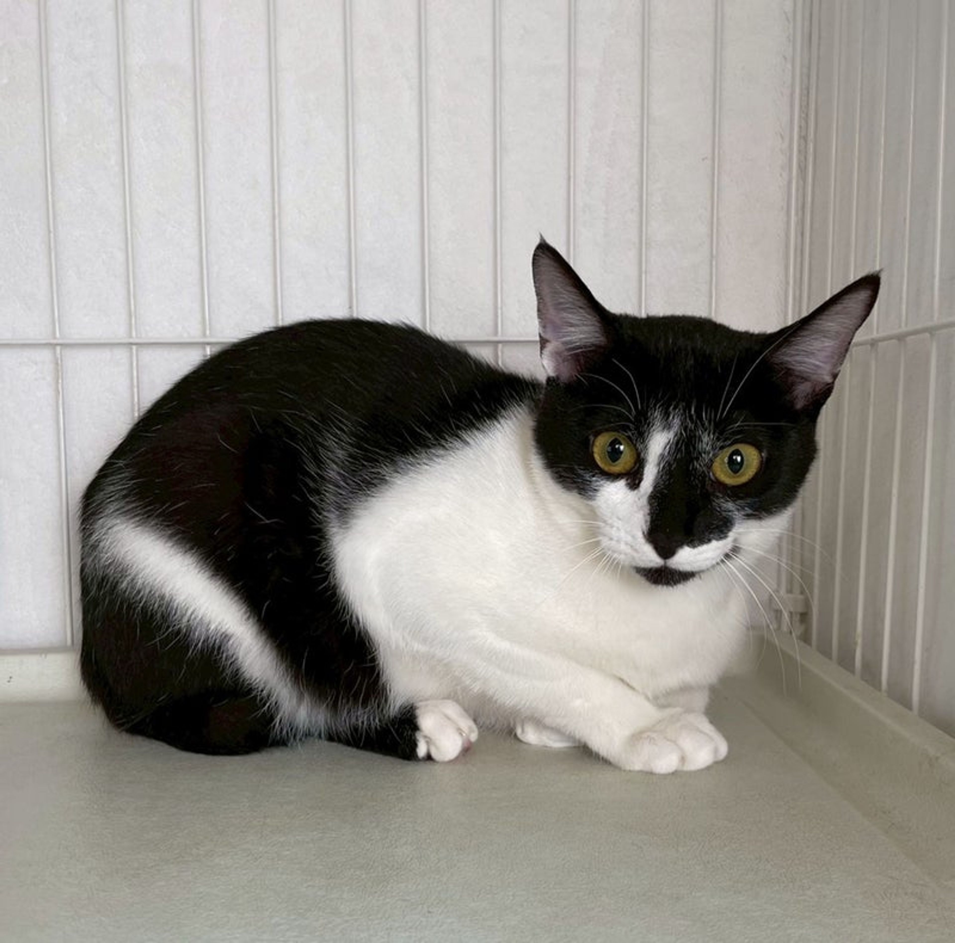 雑種（ミックス猫）・オスの里親募集の写真