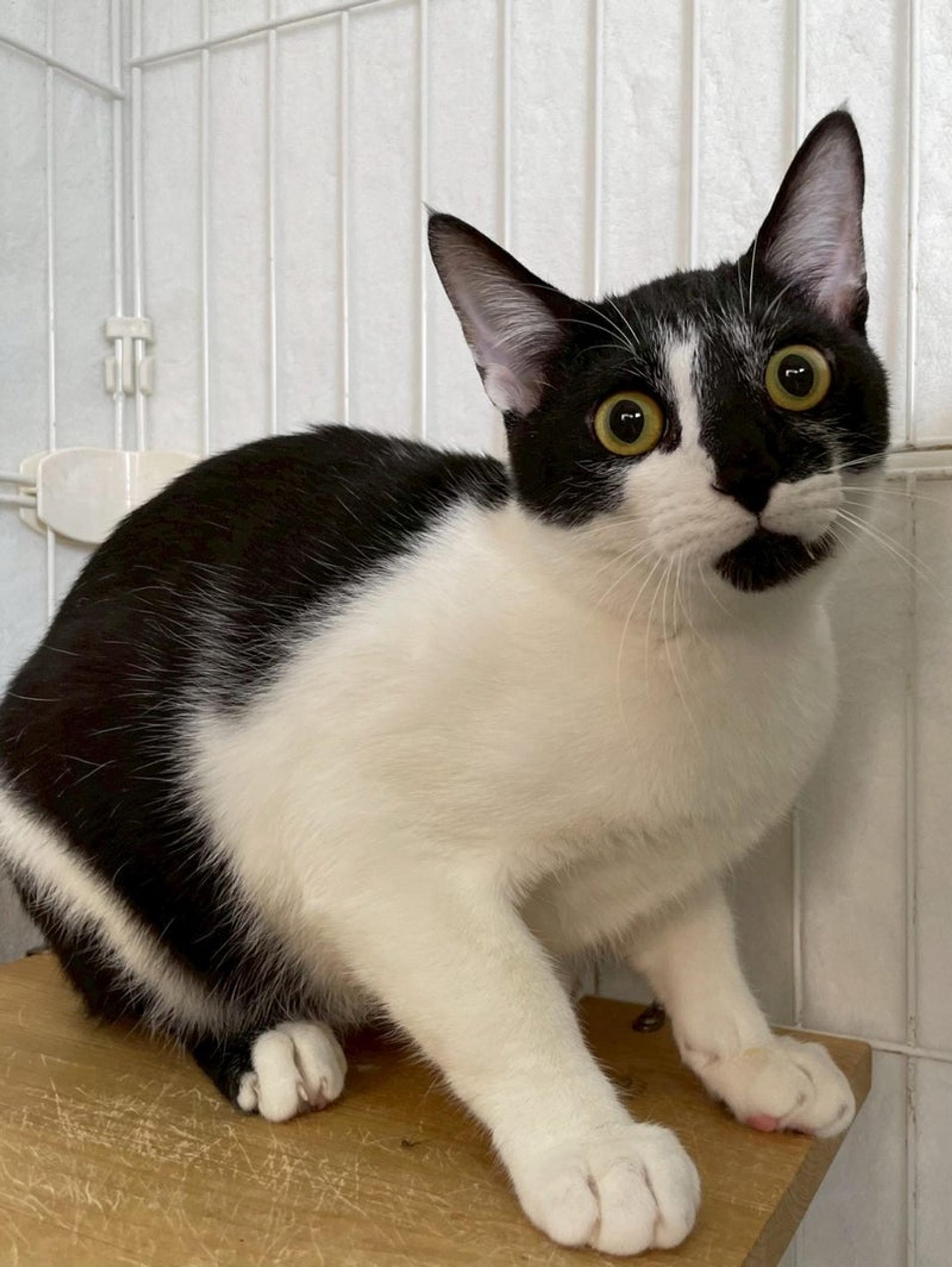 pet-image-3