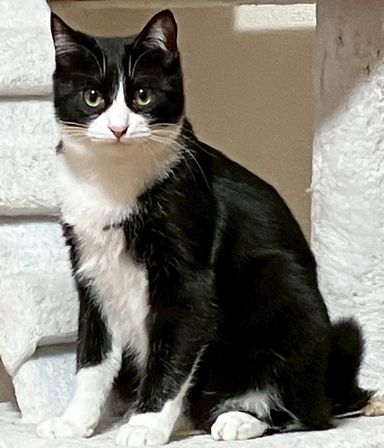 雑種（ミックス猫）・オスの里親募集の写真