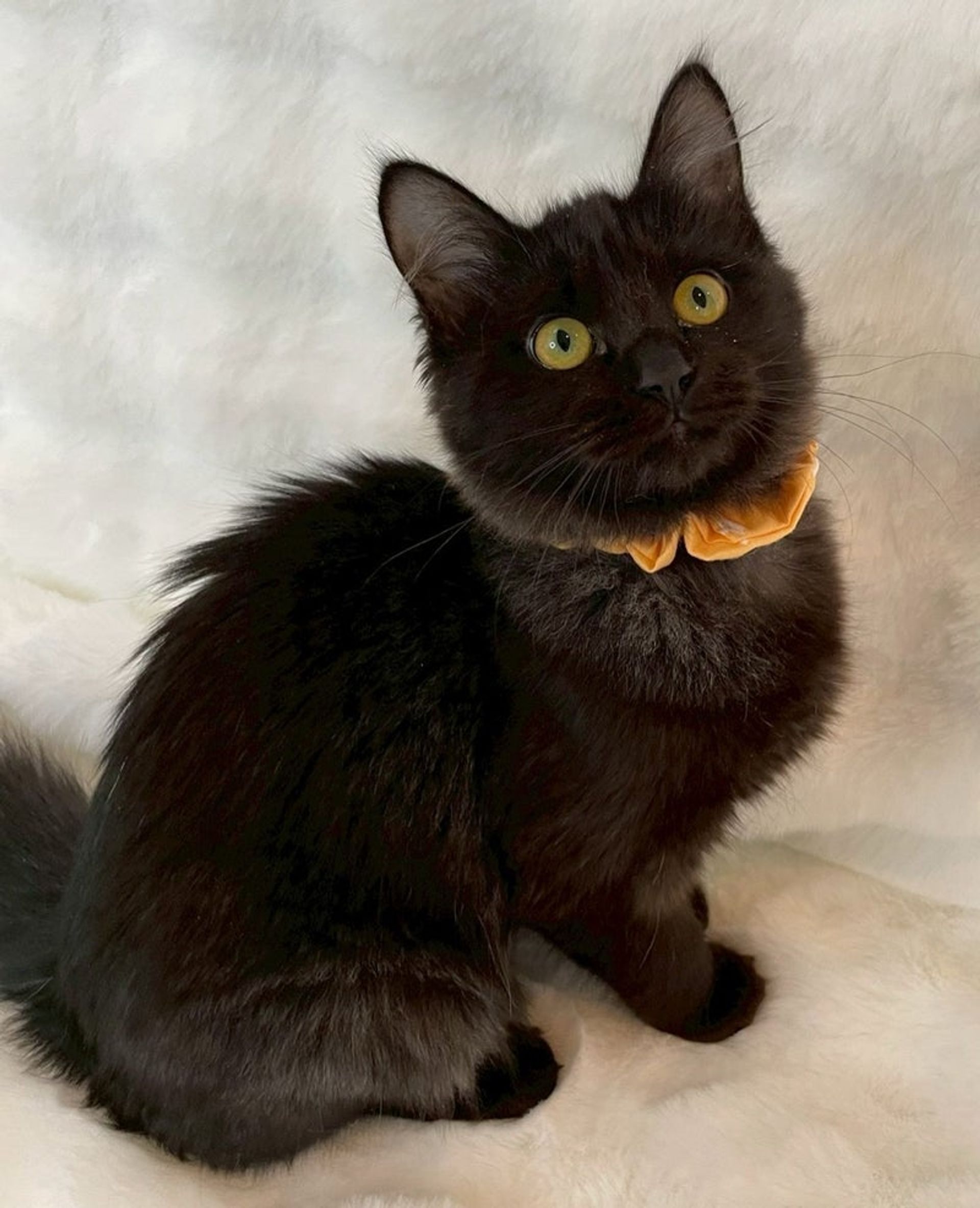 雑種（ミックス猫）・メスの里親募集の写真