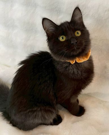 雑種（ミックス猫）・メスの里親募集の写真