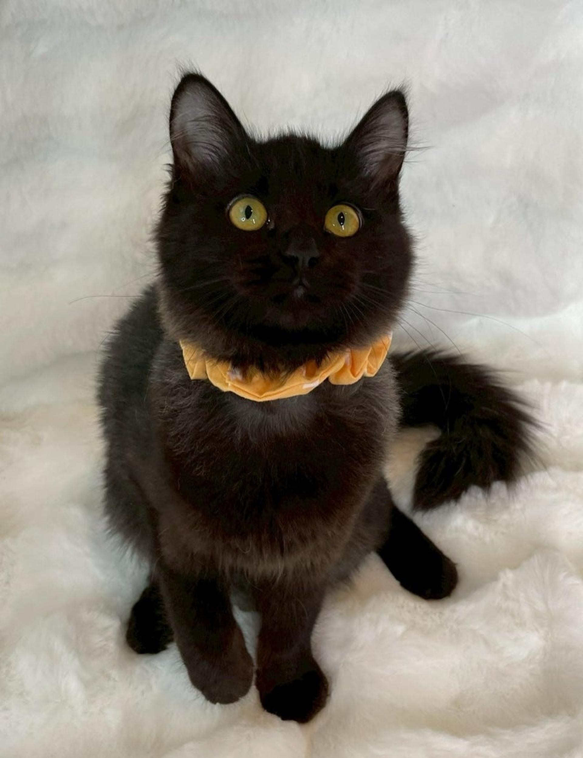 pet-image-4