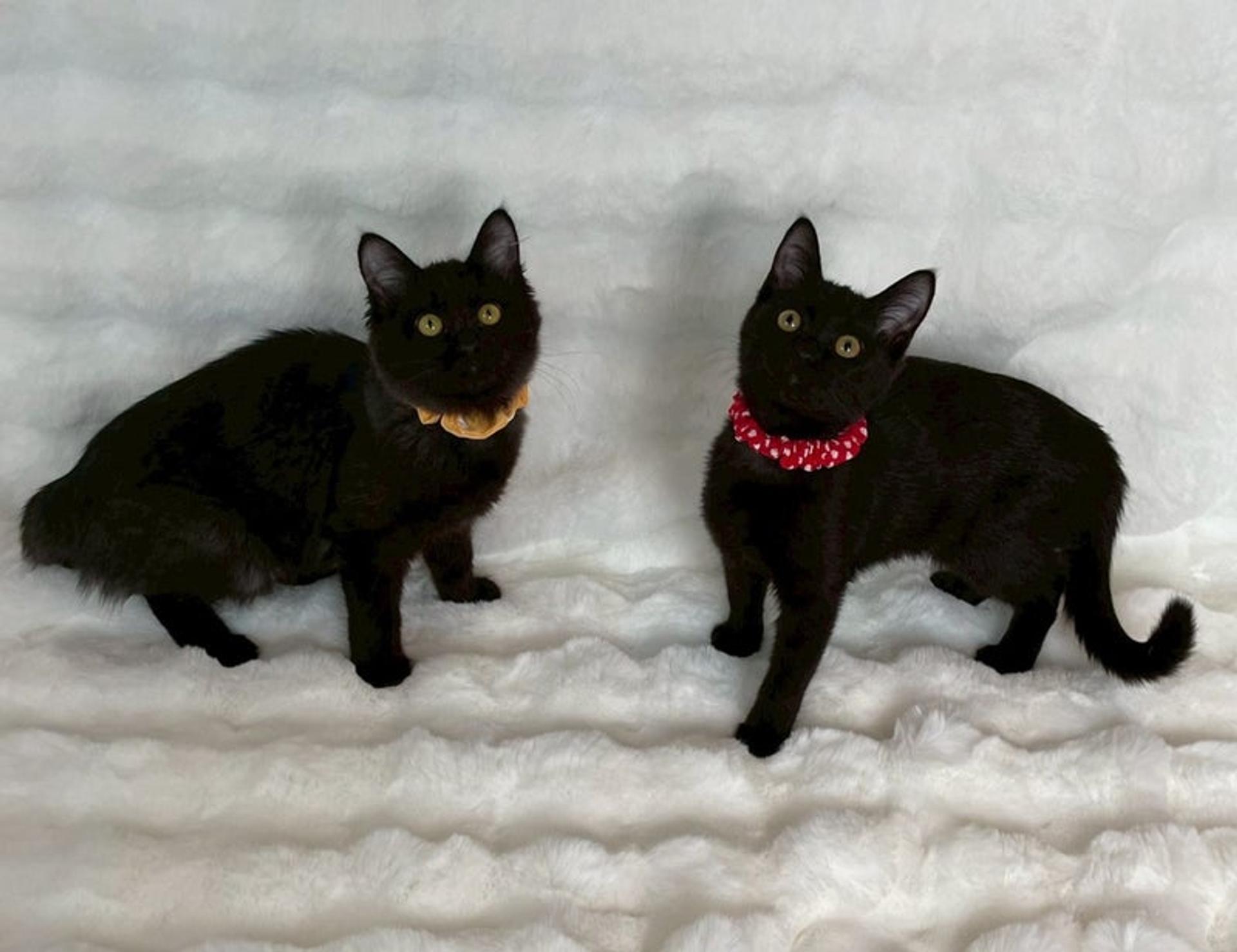 pet-image-6