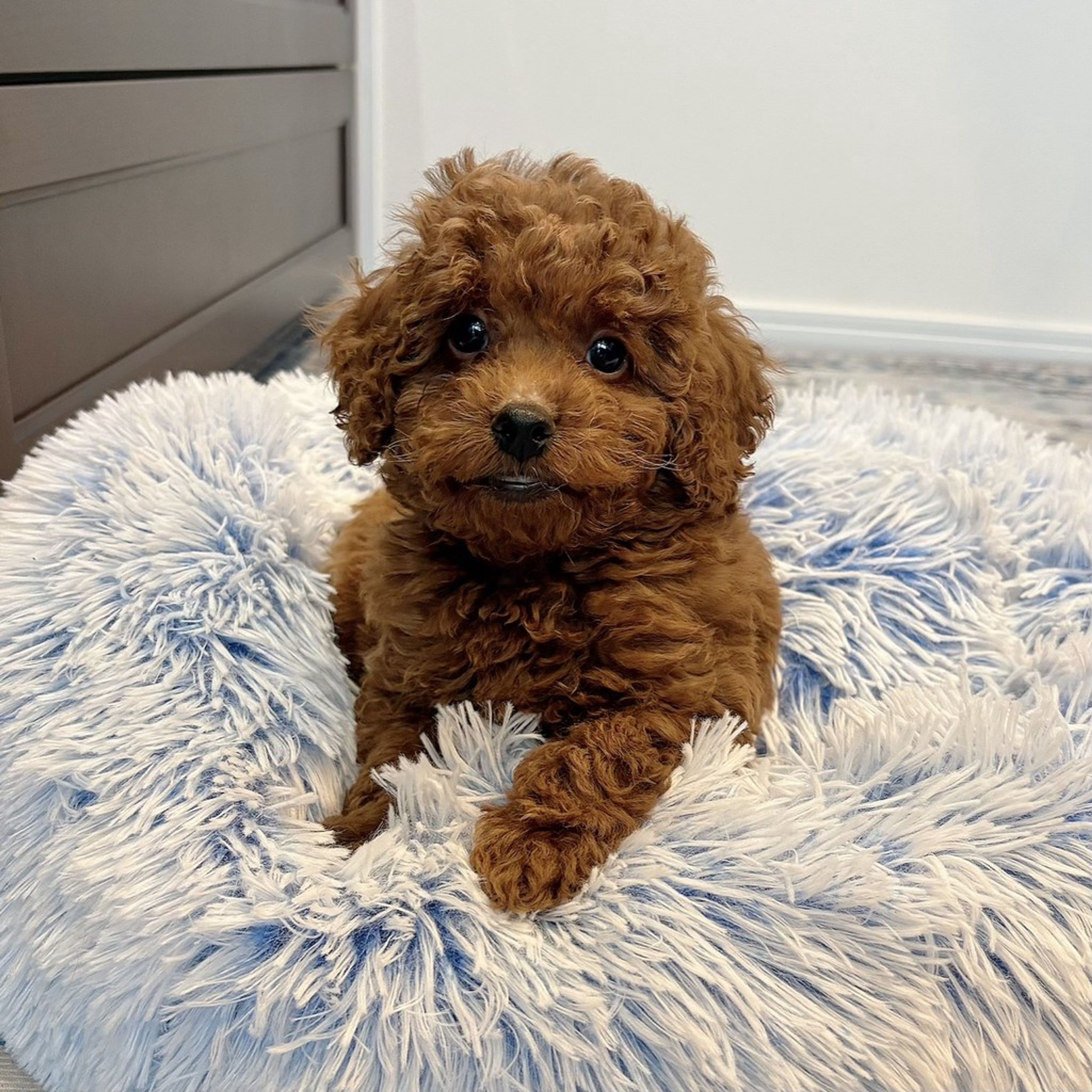 トイプードル・オスの里親募集の写真