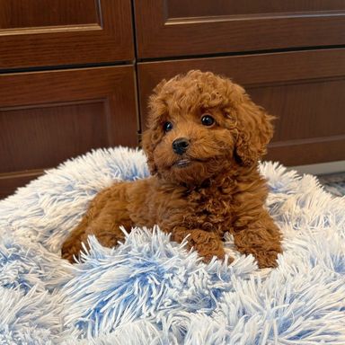 トイプードル・オスの里親募集の写真