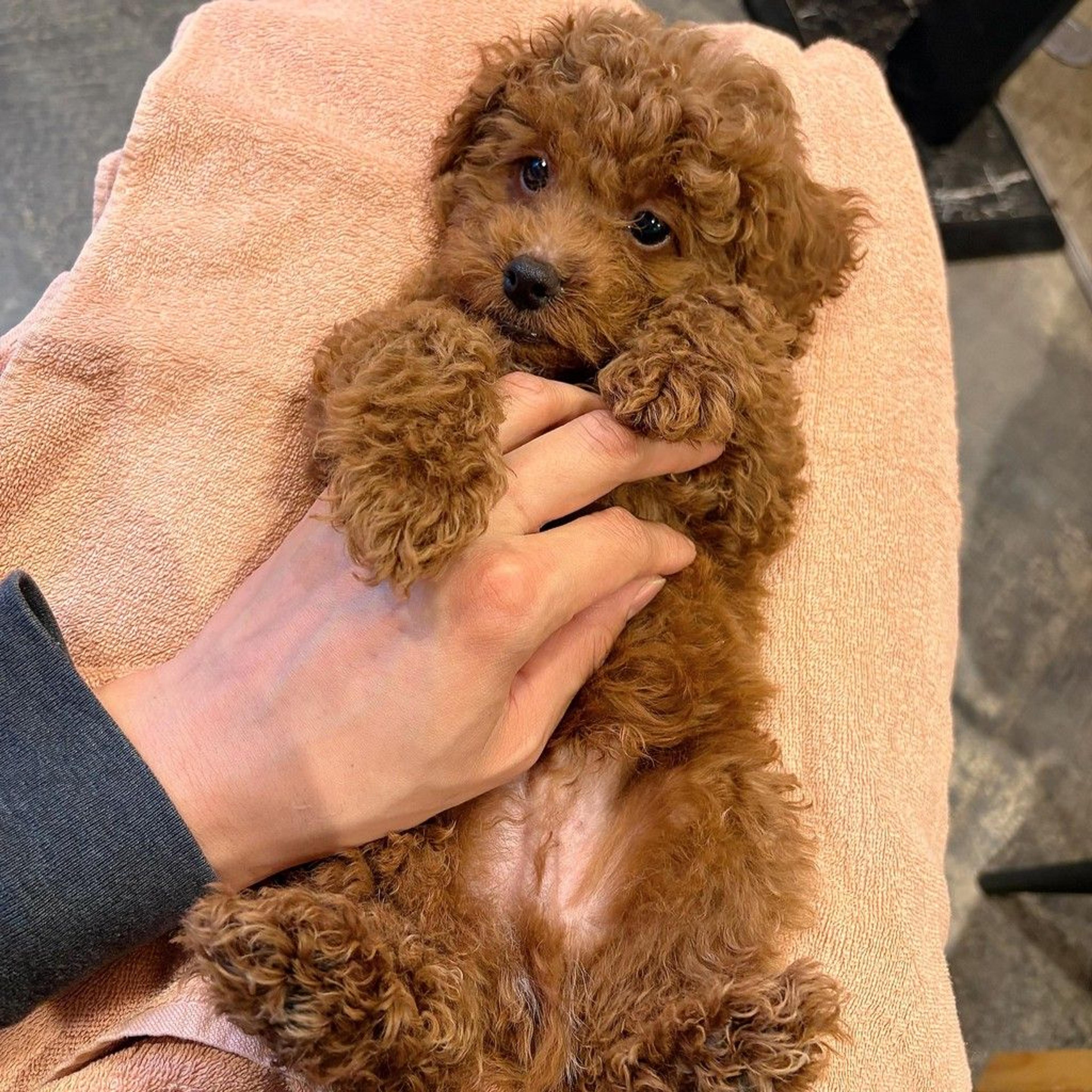 pet-image-2