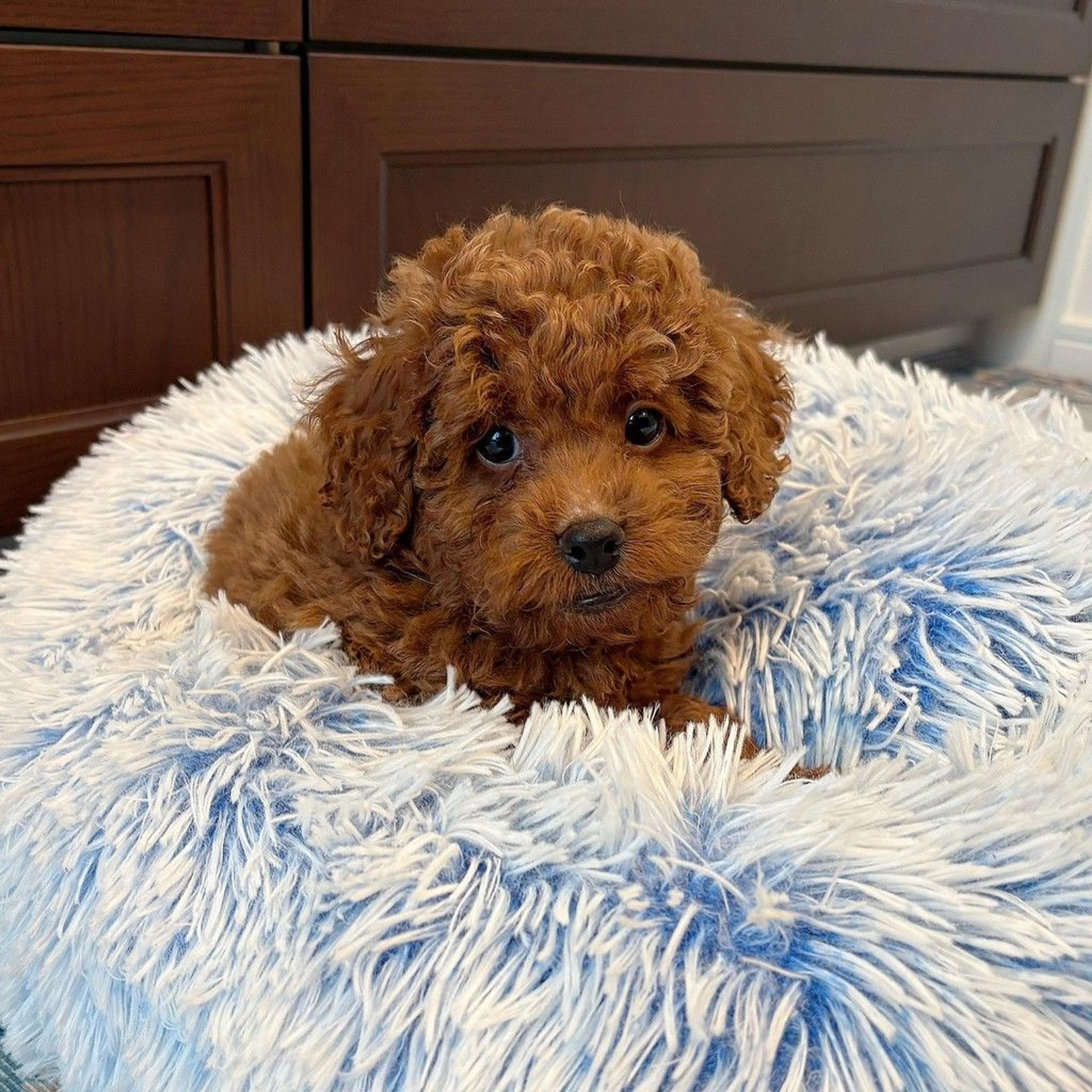 pet-image-4