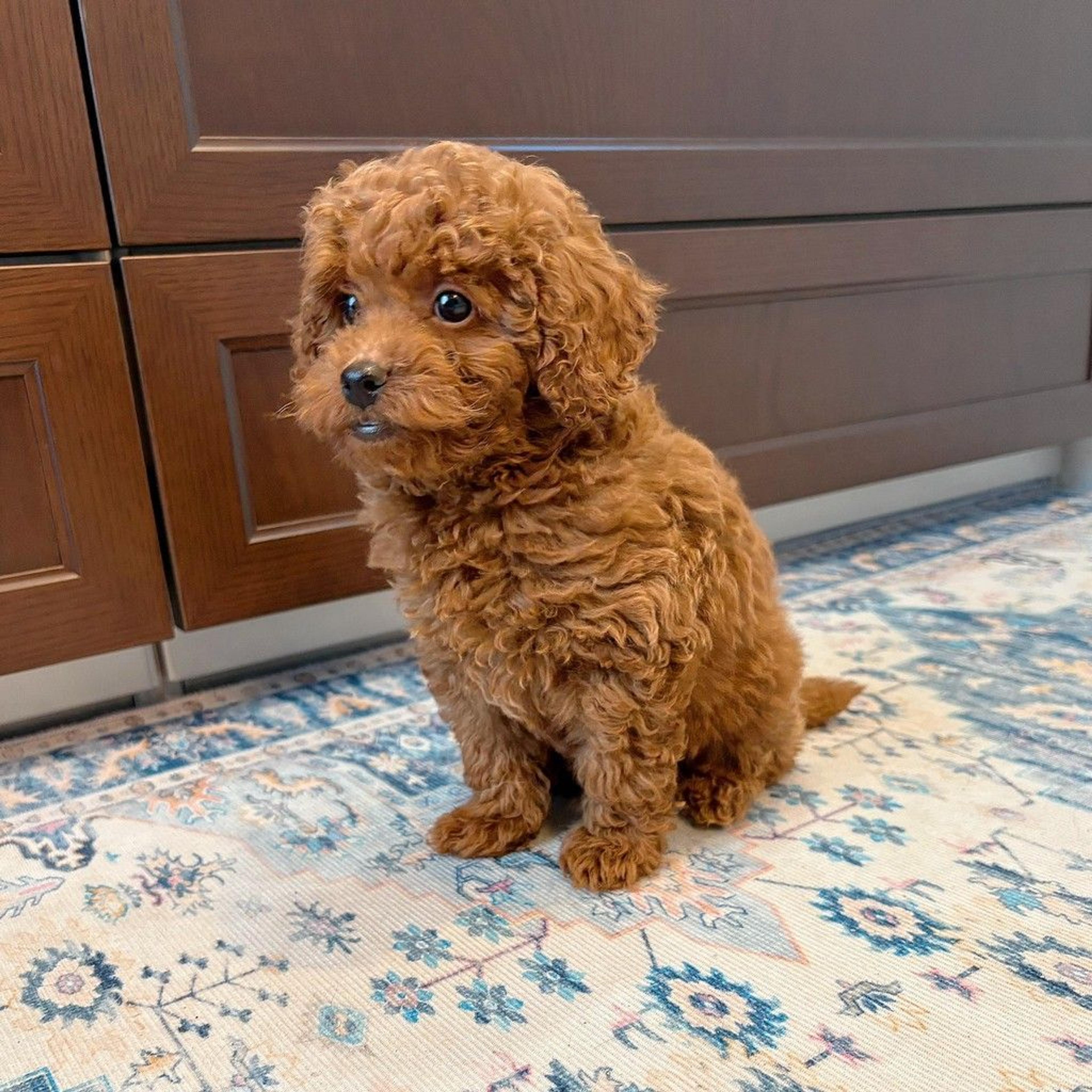 pet-image-6