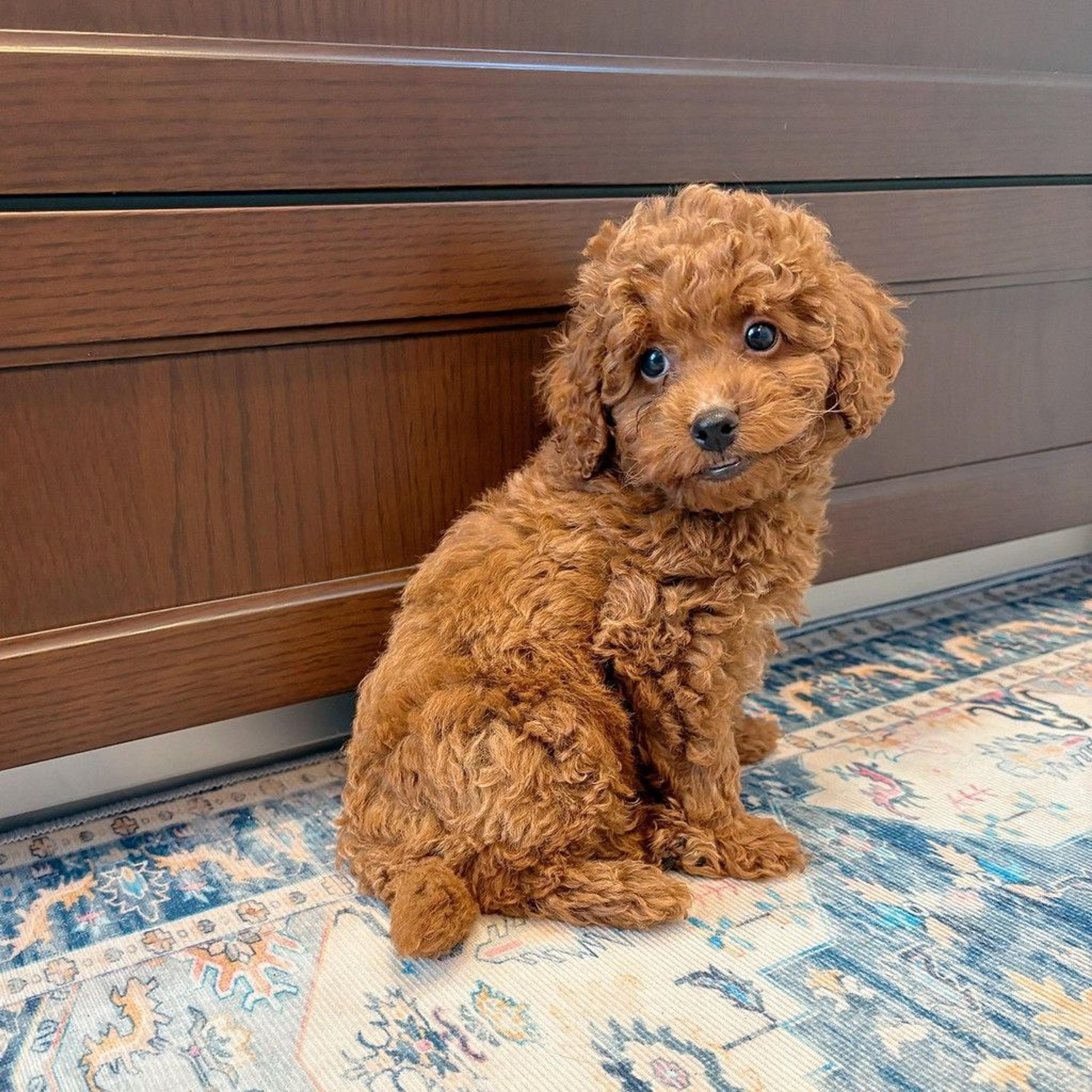 pet-image-7