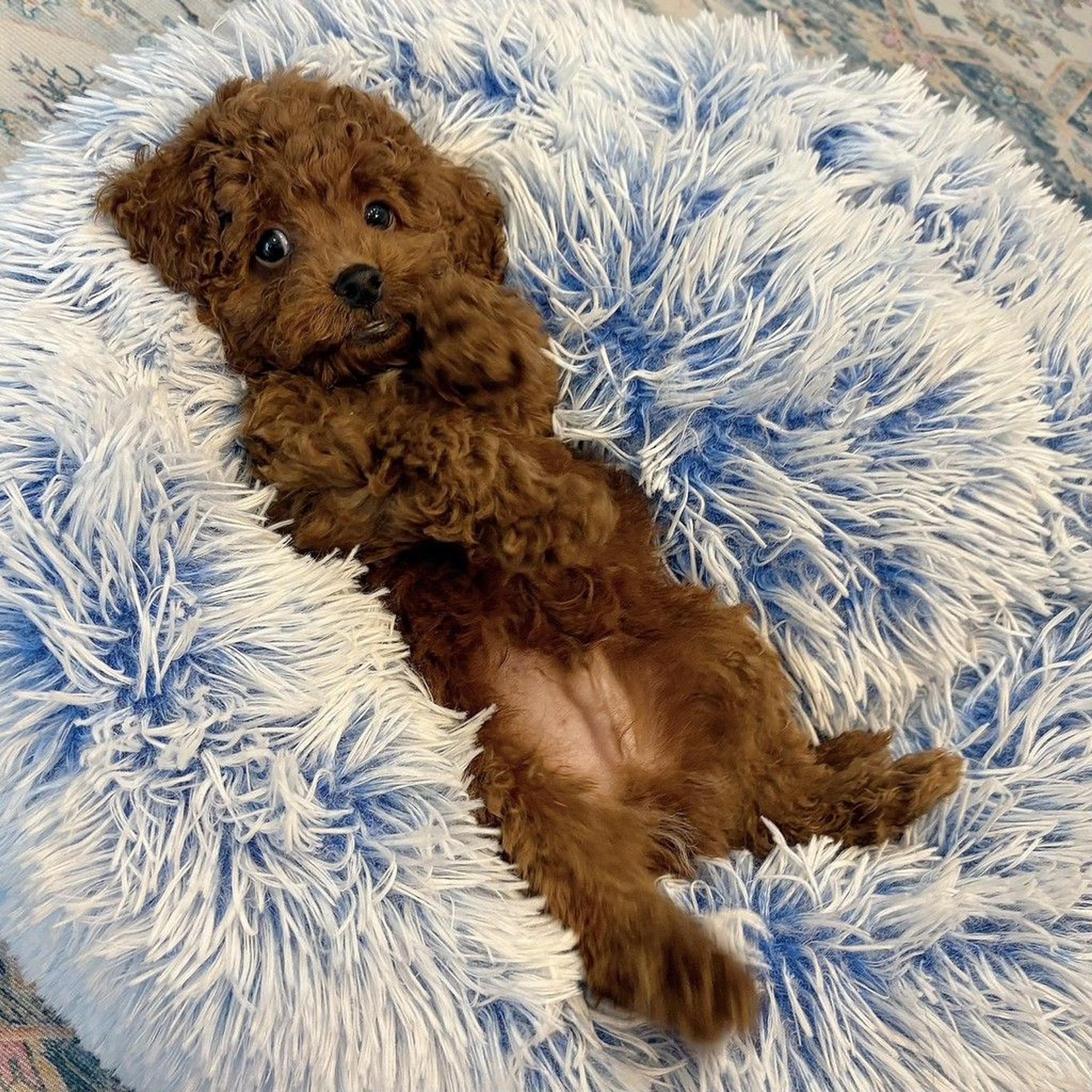 pet-image-8