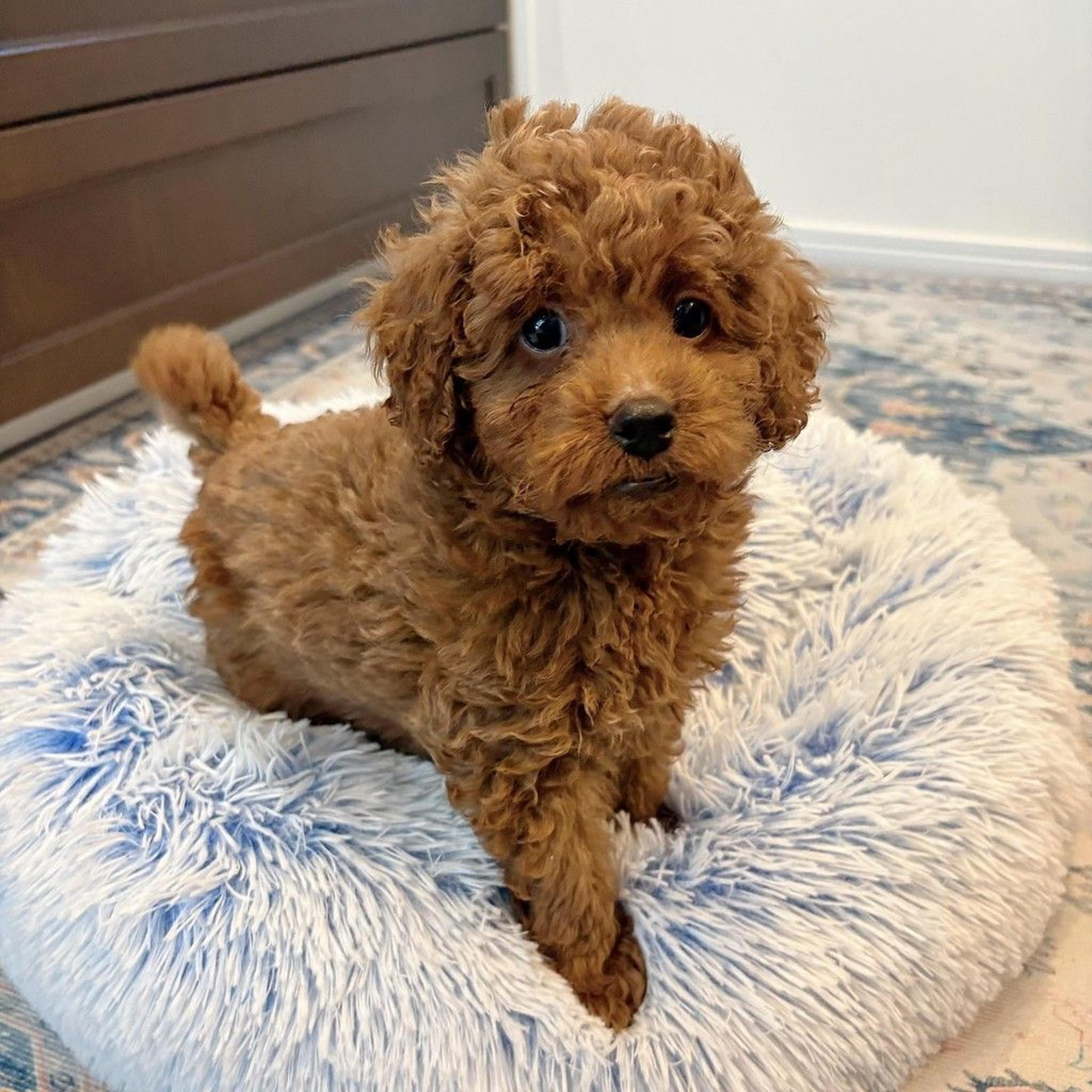 pet-image-9