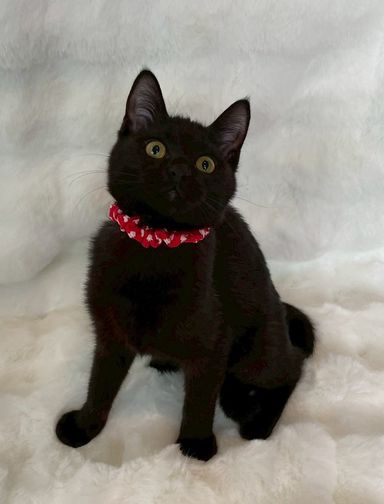 雑種（ミックス猫）・メスの里親募集の写真