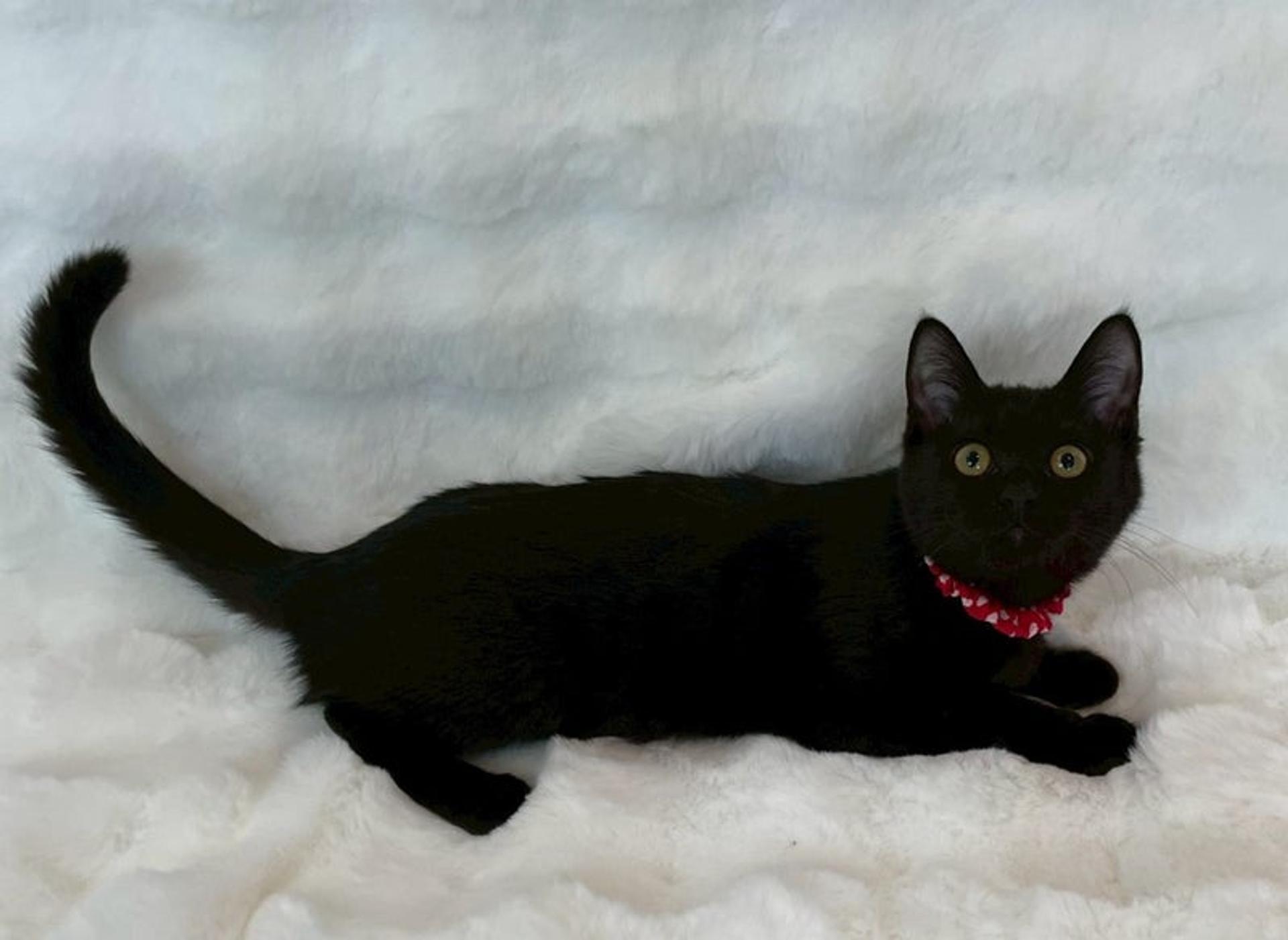 pet-image-3