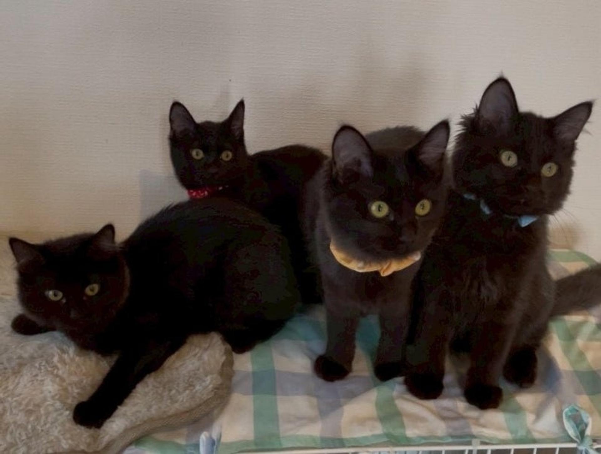 pet-image-6