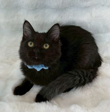 雑種（ミックス猫）・オスの里親募集の写真