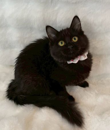 雑種（ミックス猫）・メスの里親募集の写真