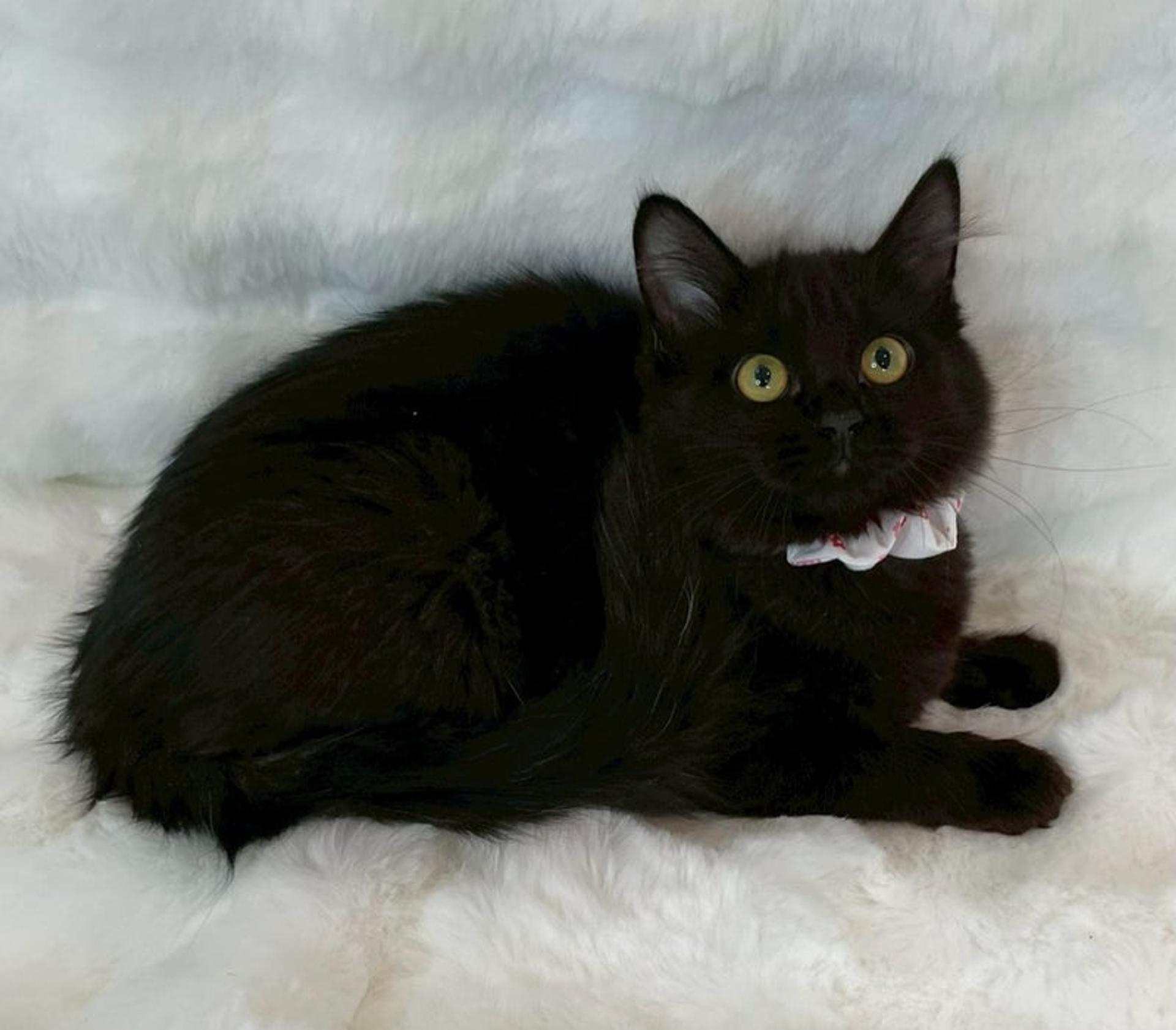 pet-image-4