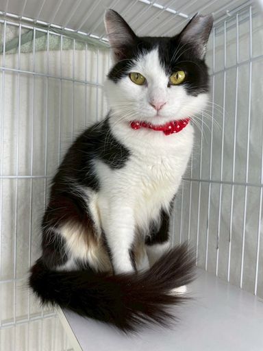 雑種（ミックス猫）・メスの里親募集の写真