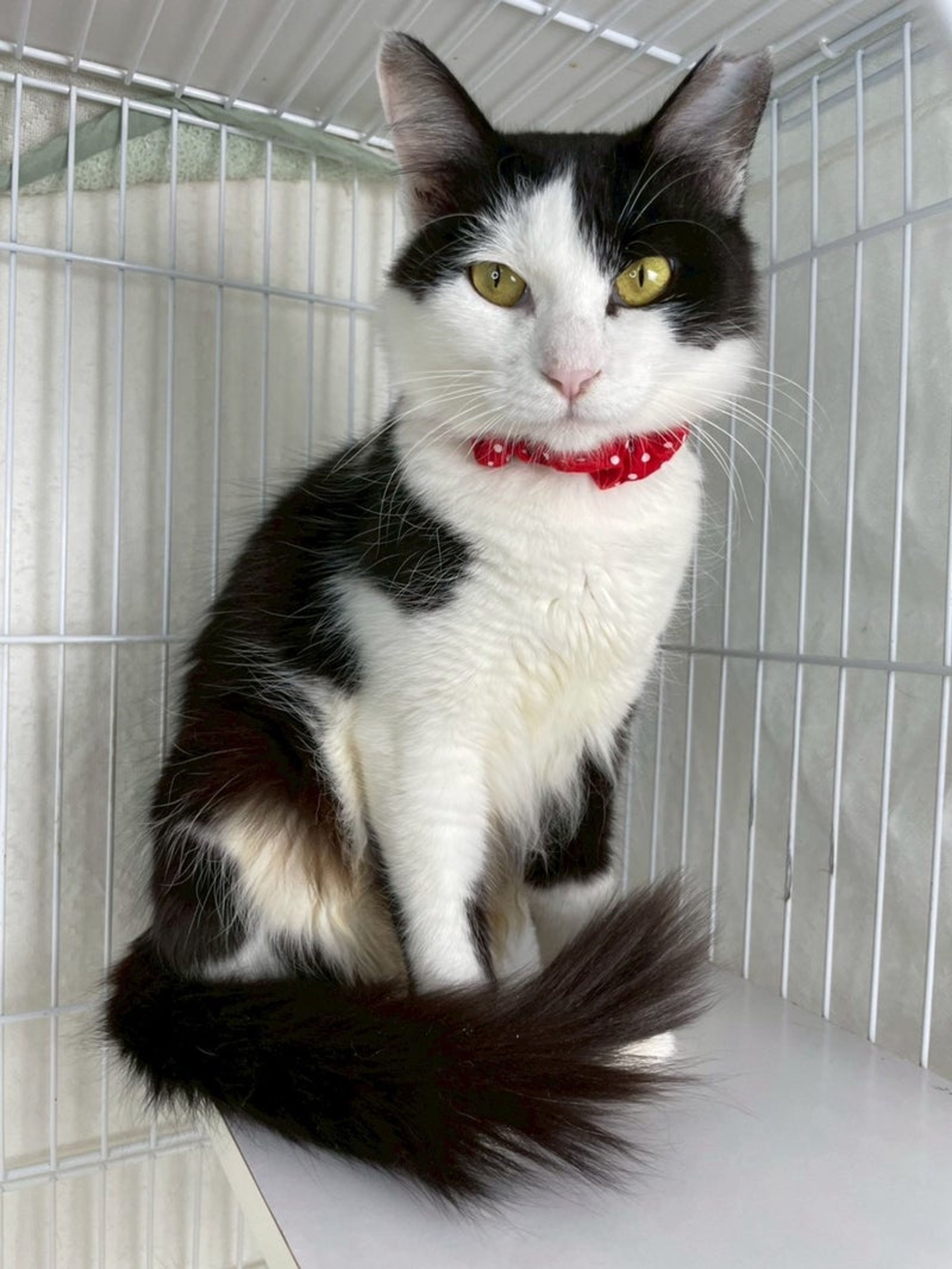 雑種（ミックス猫）・メスの里親募集の写真